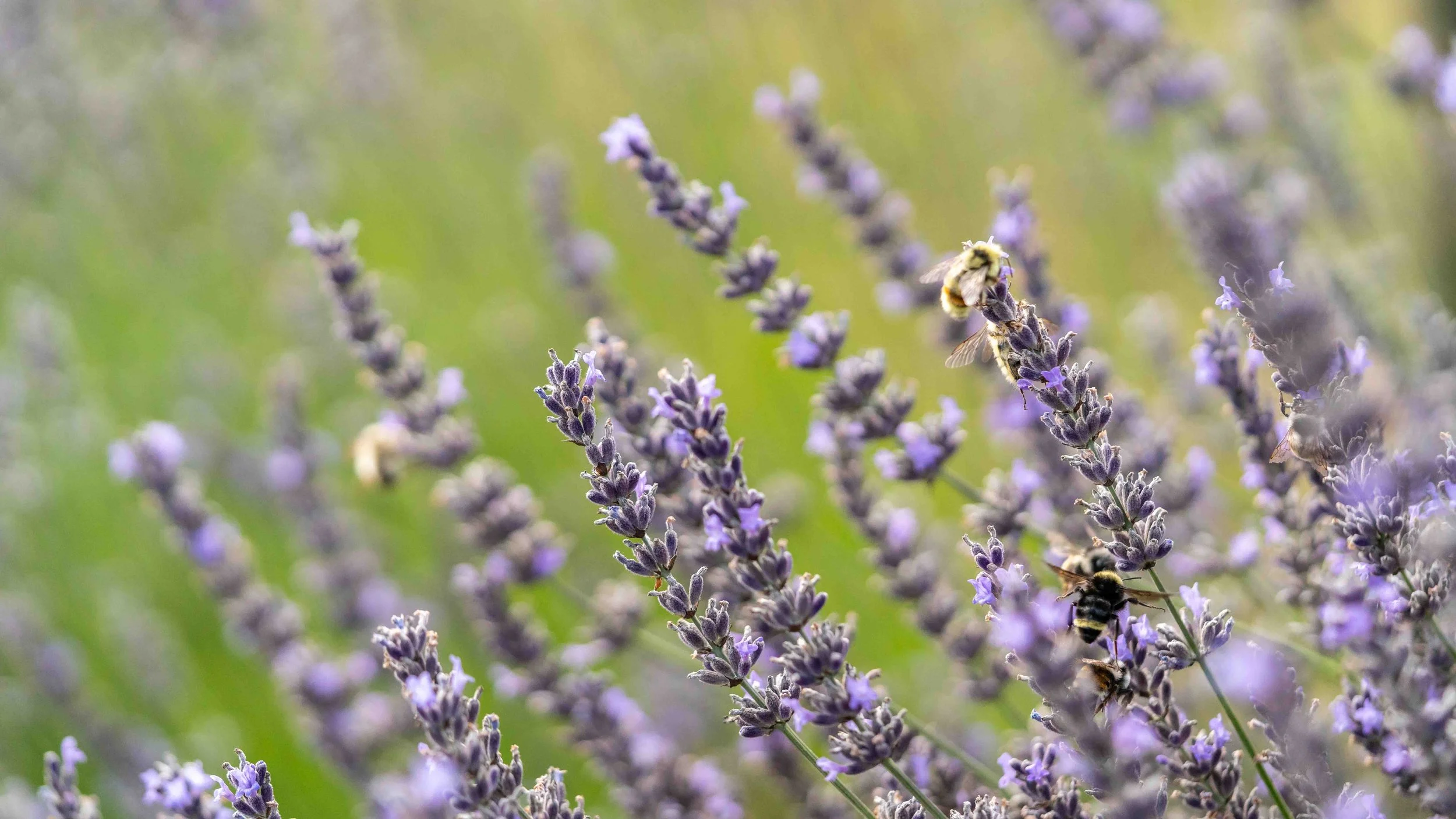 lavender.jpg.jpg
