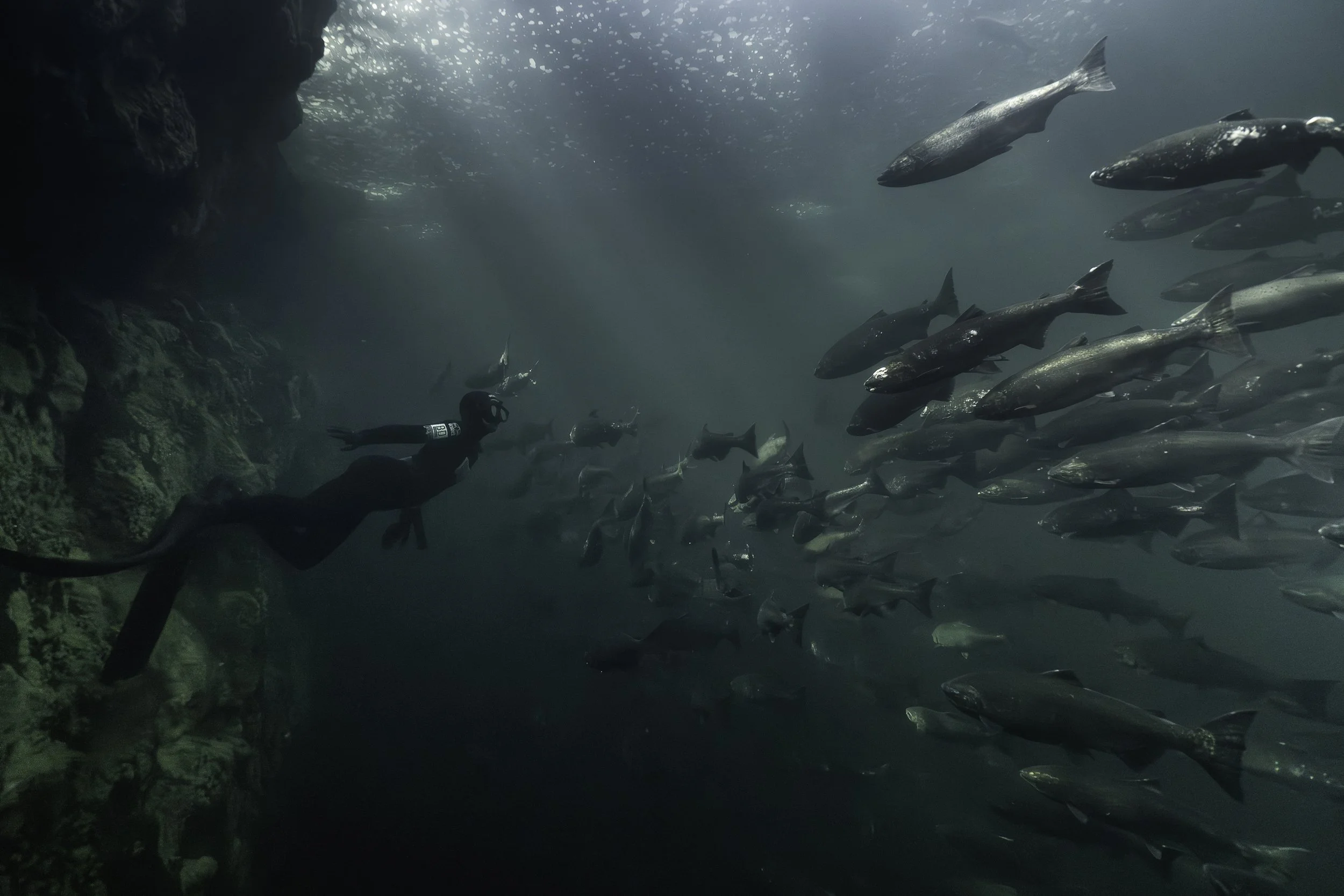 vancouver-island-salmon-swim.jpg