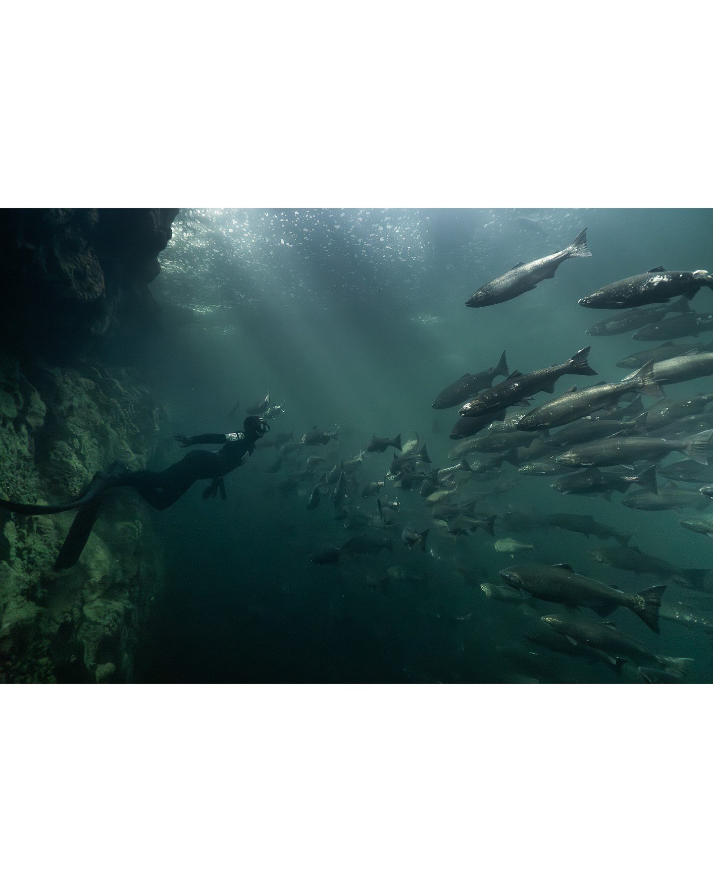 We&rsquo;re beyond excited to officially announce PACIFIC CONFLUENCE &mdash; The Season of Return, a brand-new immersive experience designed to connect guests with the rivers, forests, coastline, and seasonal rhythms that make Vancouver Island so ext