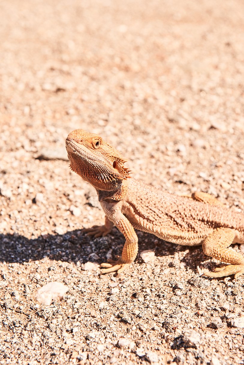 160906_Qantas_OQA_AliceSprings_KyleFord_4451.jpg