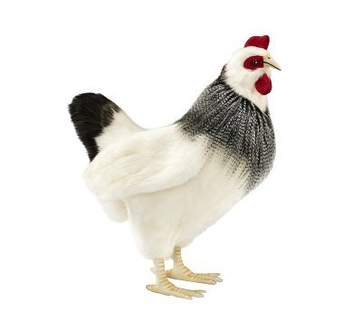 Hansa - French Hen