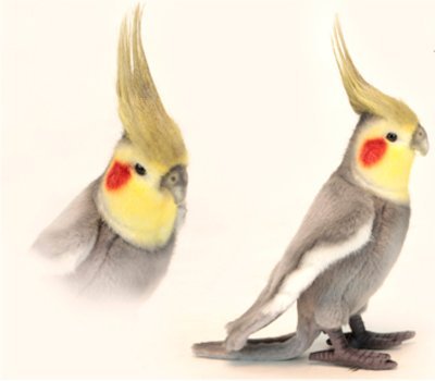Hansa - Cockatiel Grey
