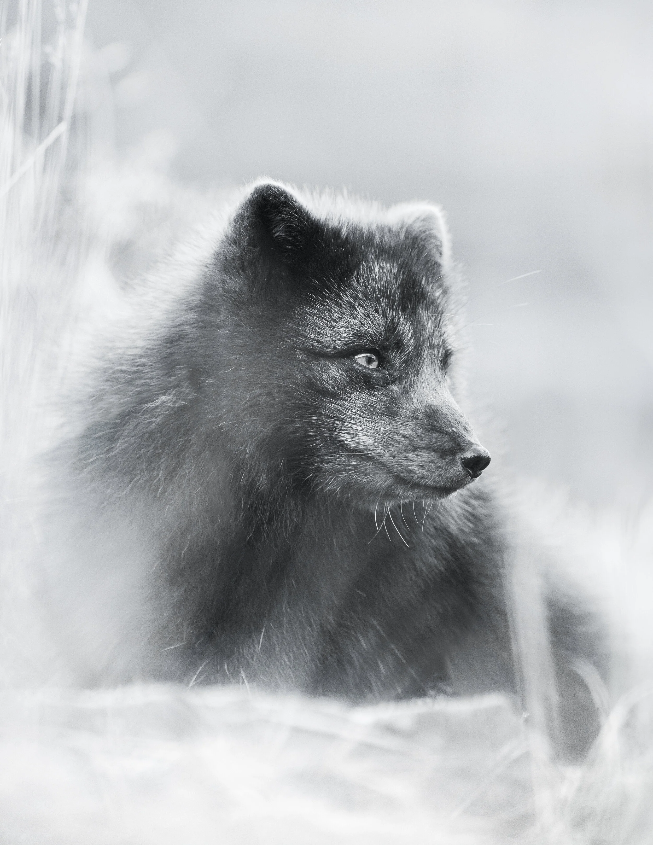 Arctic Fox.jpg