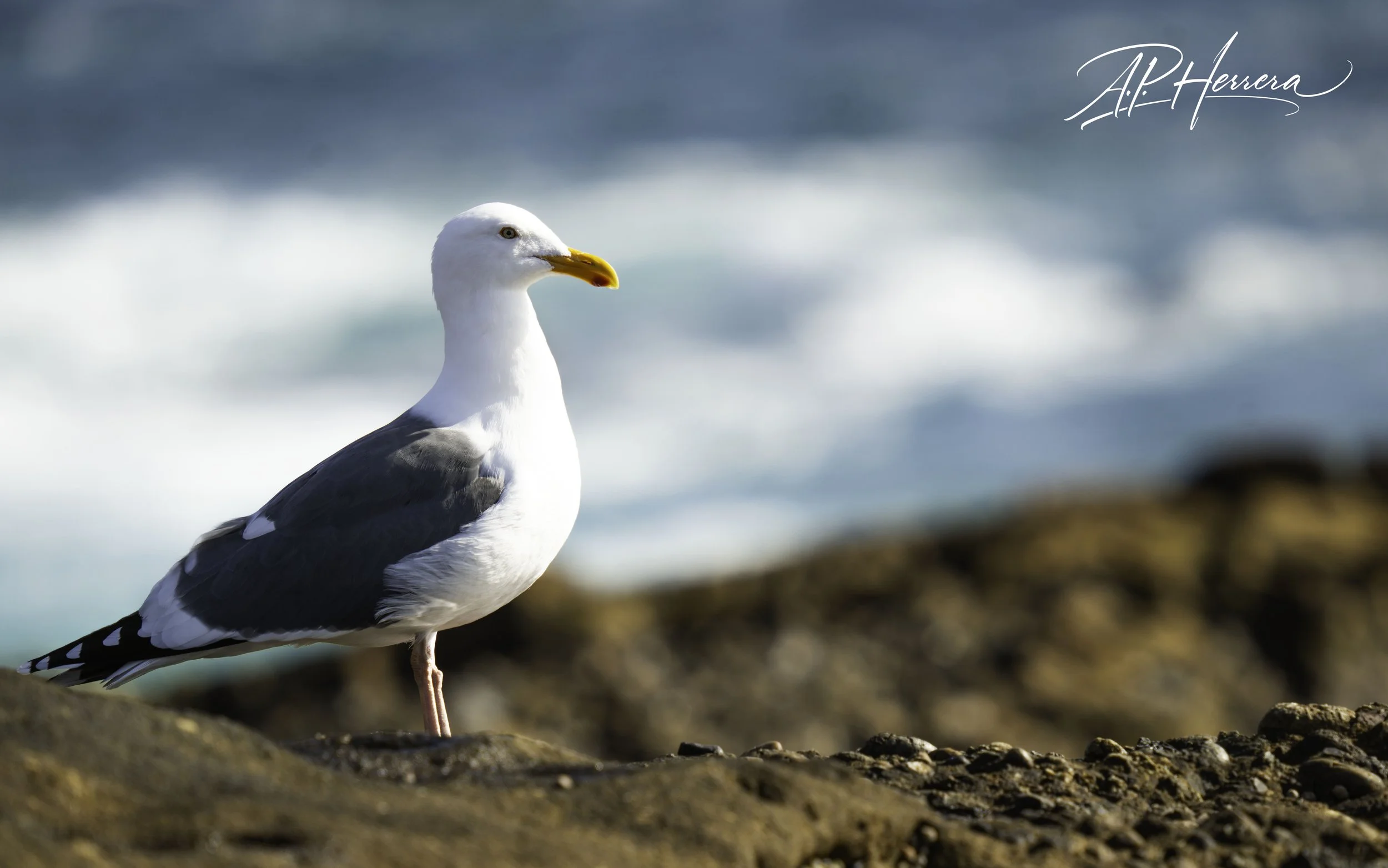 Seagull - Point Lobos