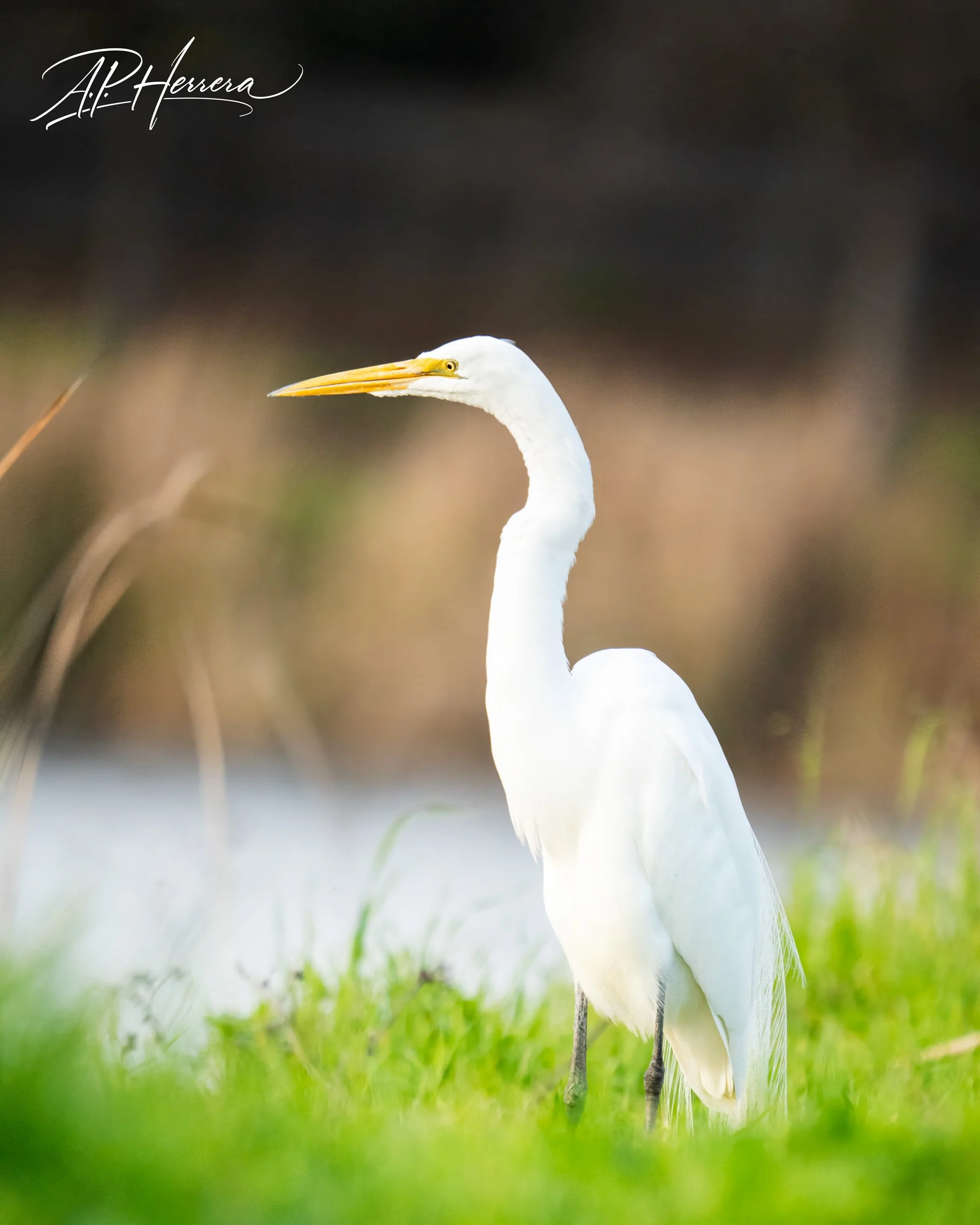 Stonegate Pond - COMPRESSED FOR WEB.JPG