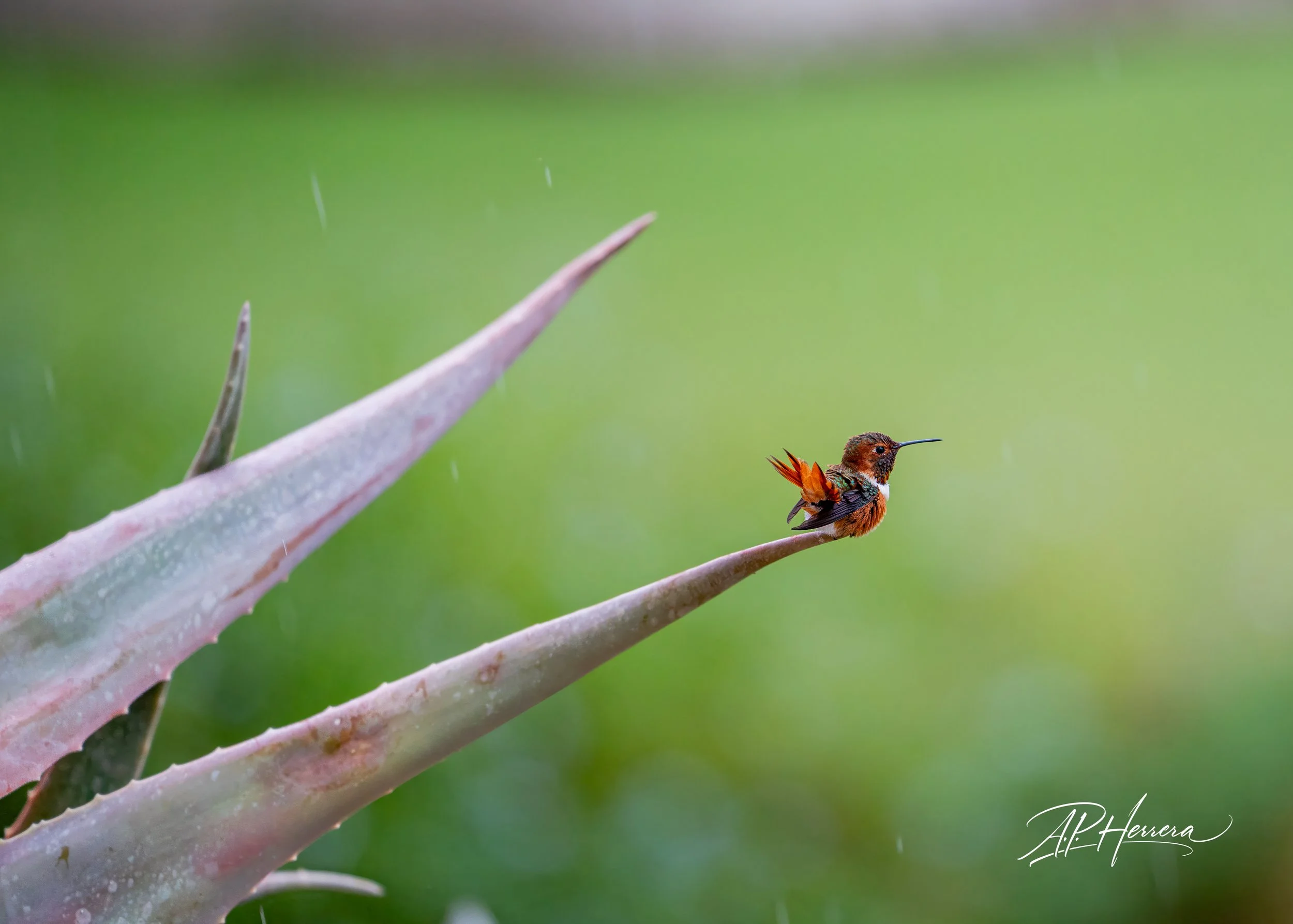 San Diego Safari Zoo-108.JPG