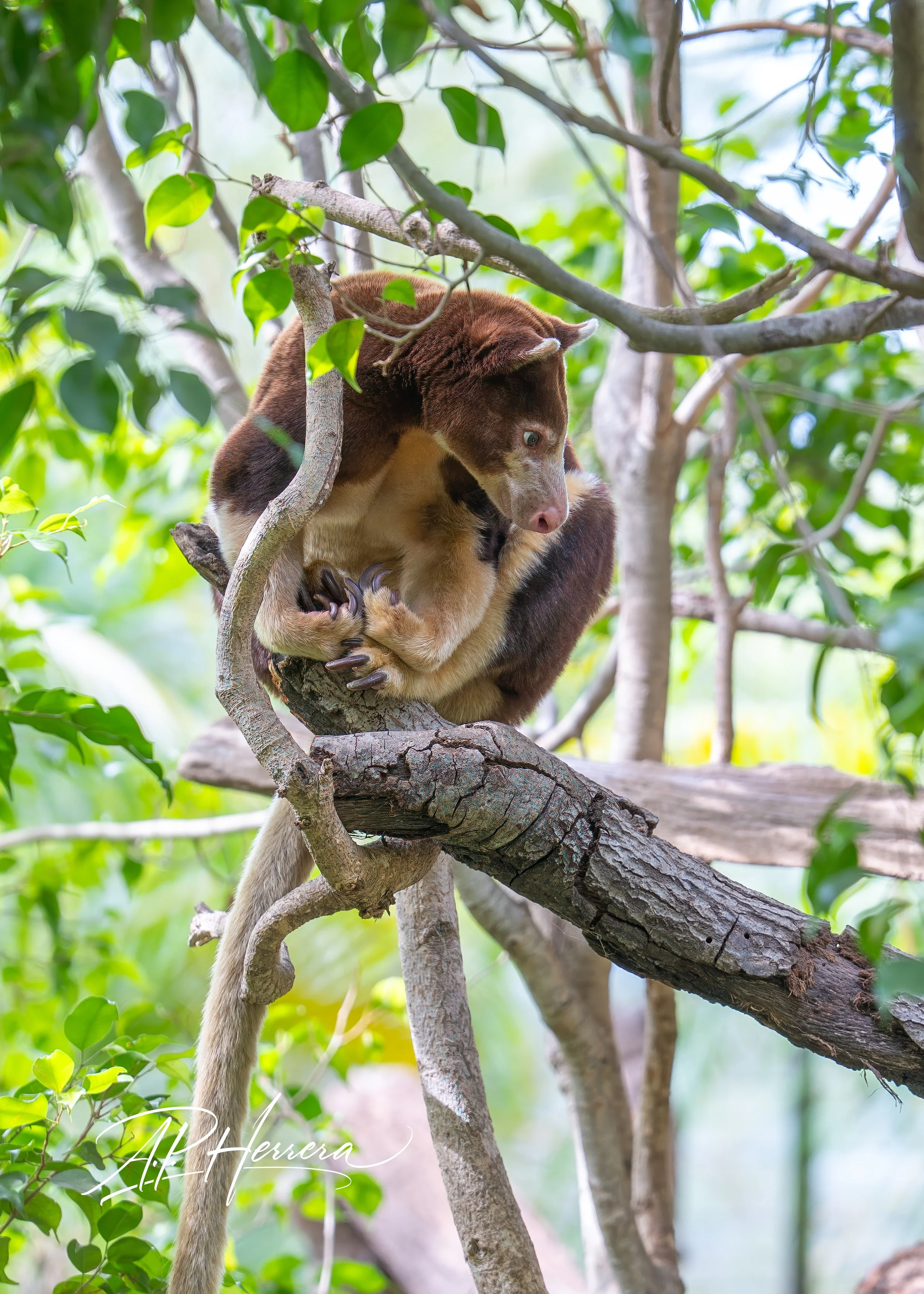 San Diego Safari Zoo-102.JPG