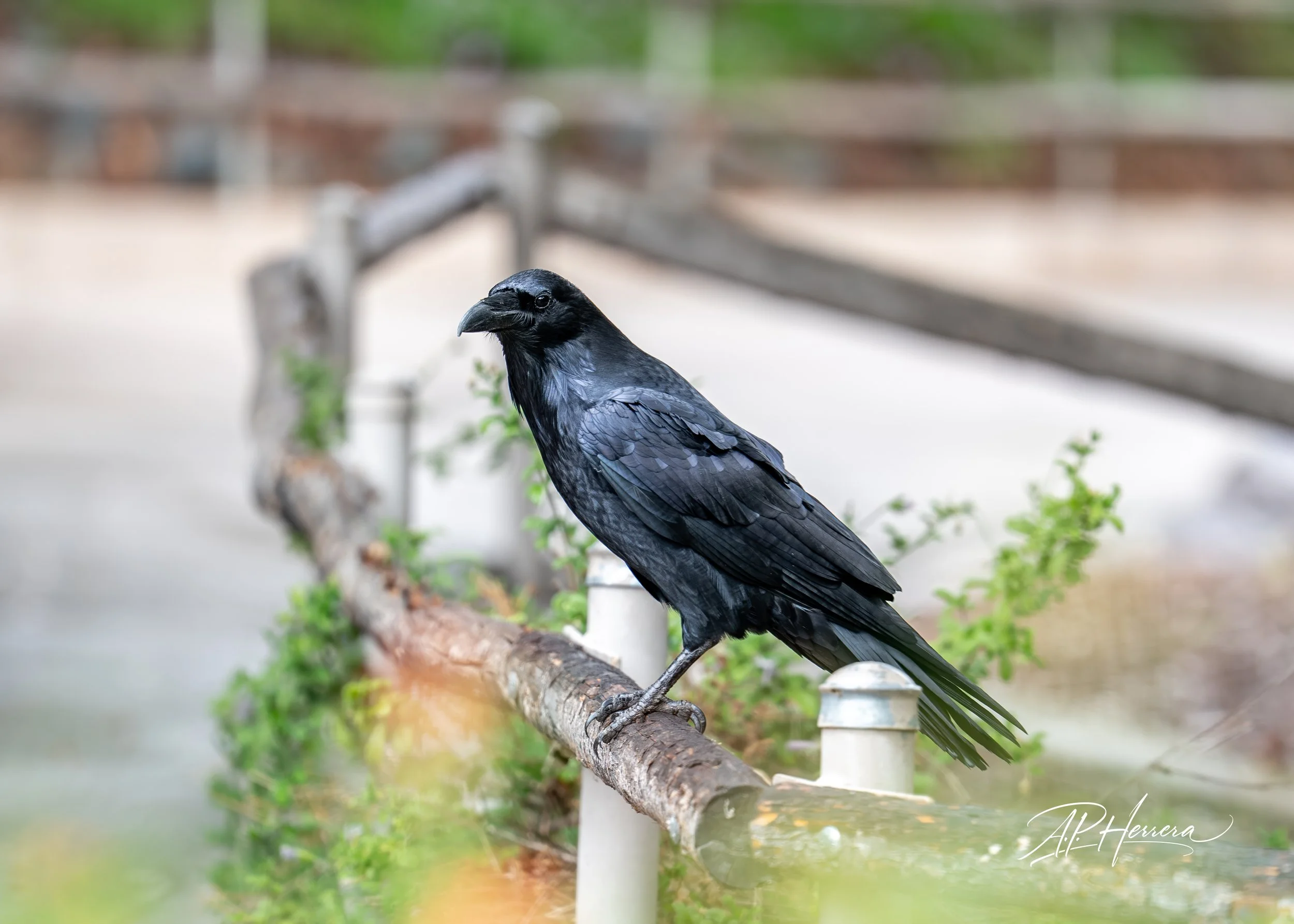 San Diego Safari Zoo-112.JPG