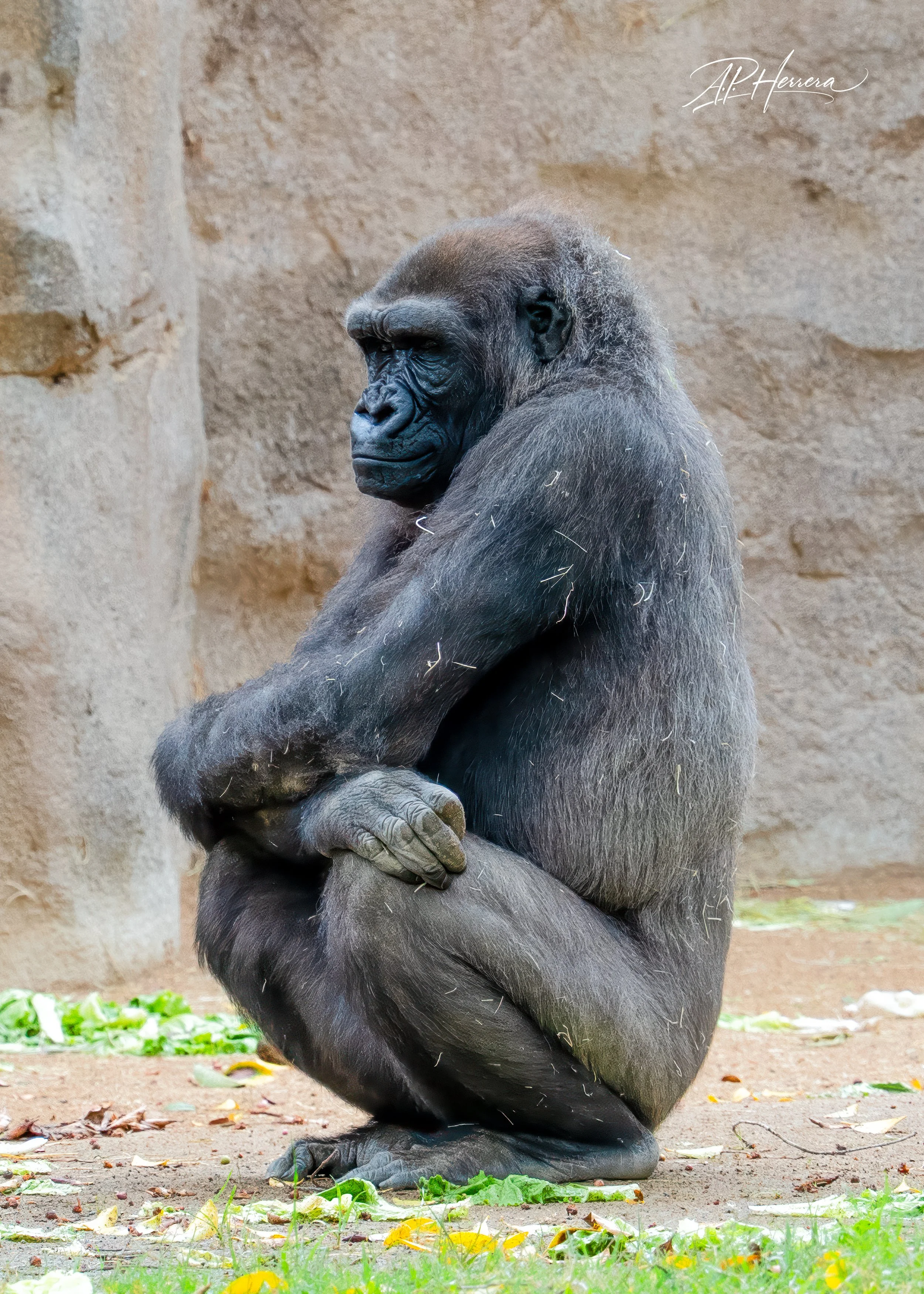San Diego Safari Zoo-114.JPG