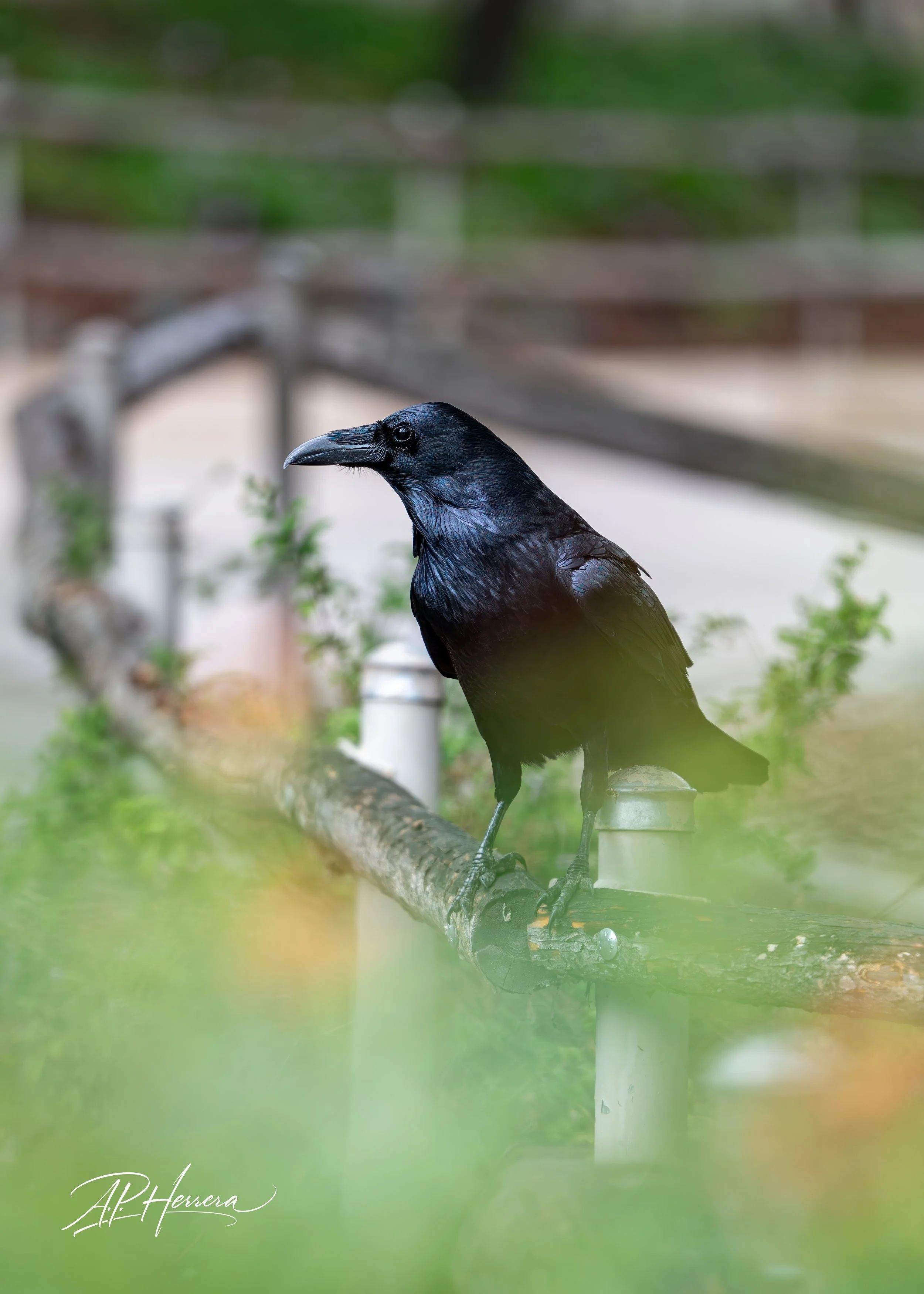 San Diego Safari Zoo-113.JPG