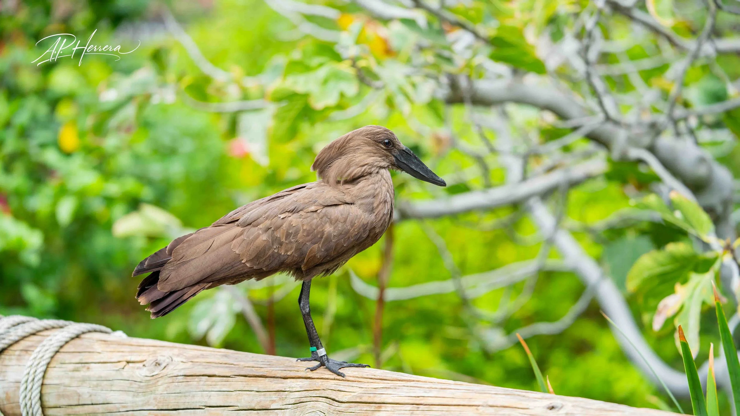 San Diego Safari Zoo-101.JPG