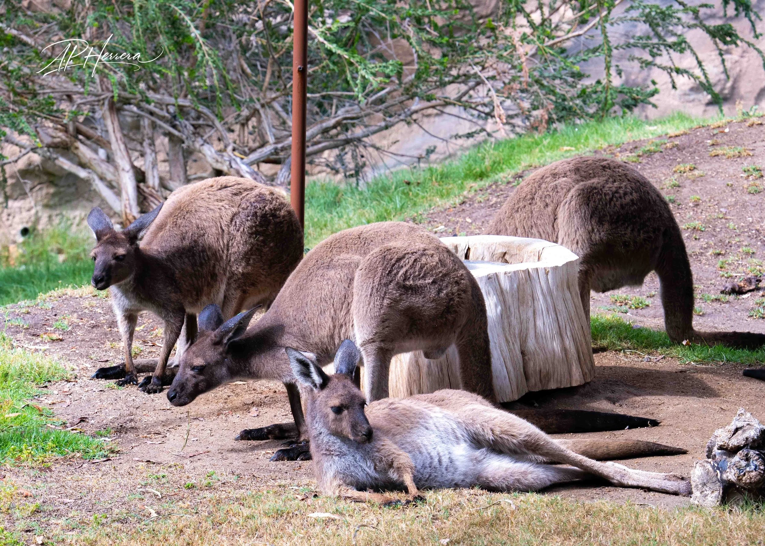 San Diego Safari Zoo-100.JPG