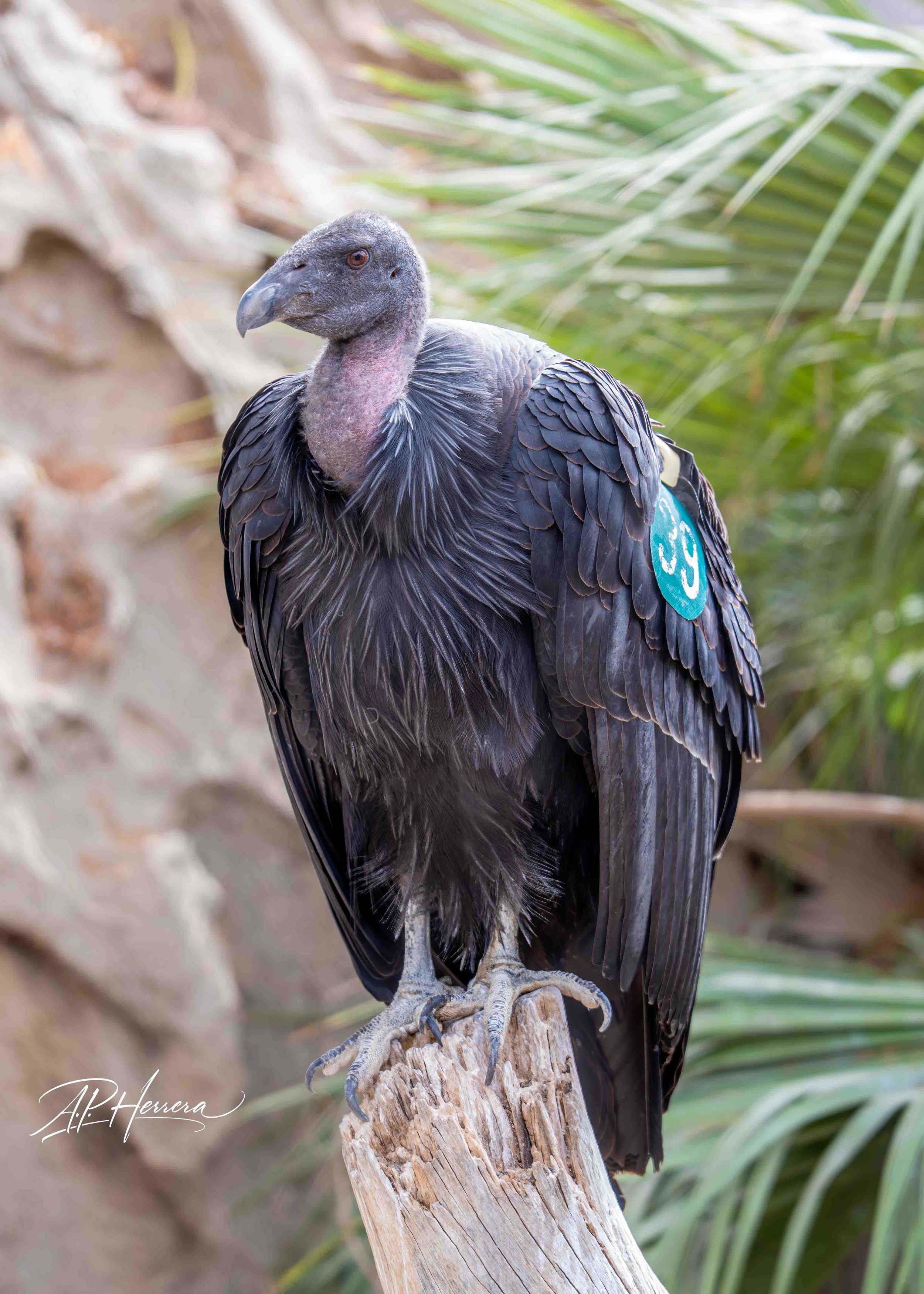 San Diego Safari Zoo-103.JPG