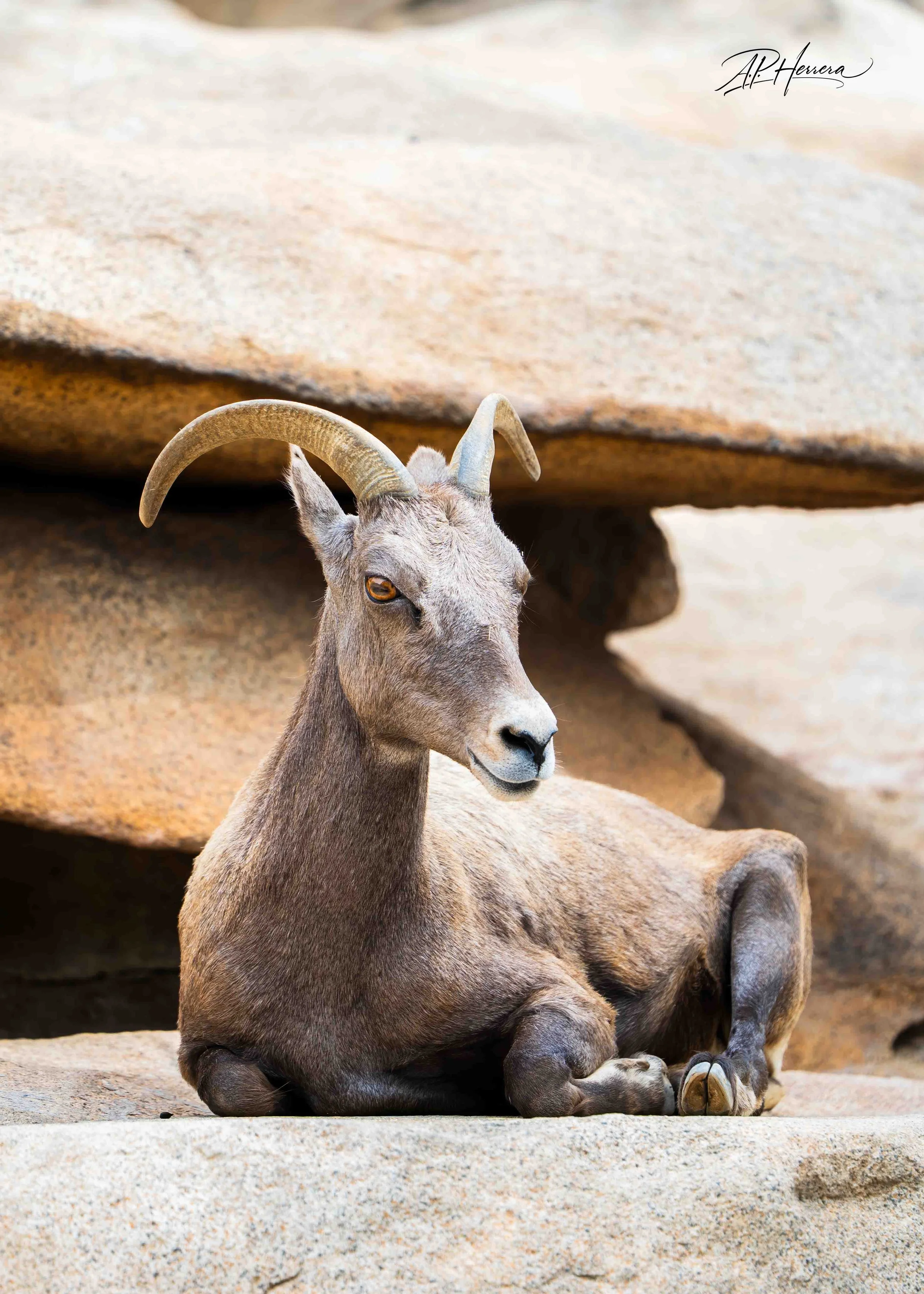 San Diego Safari Zoo-105.JPG