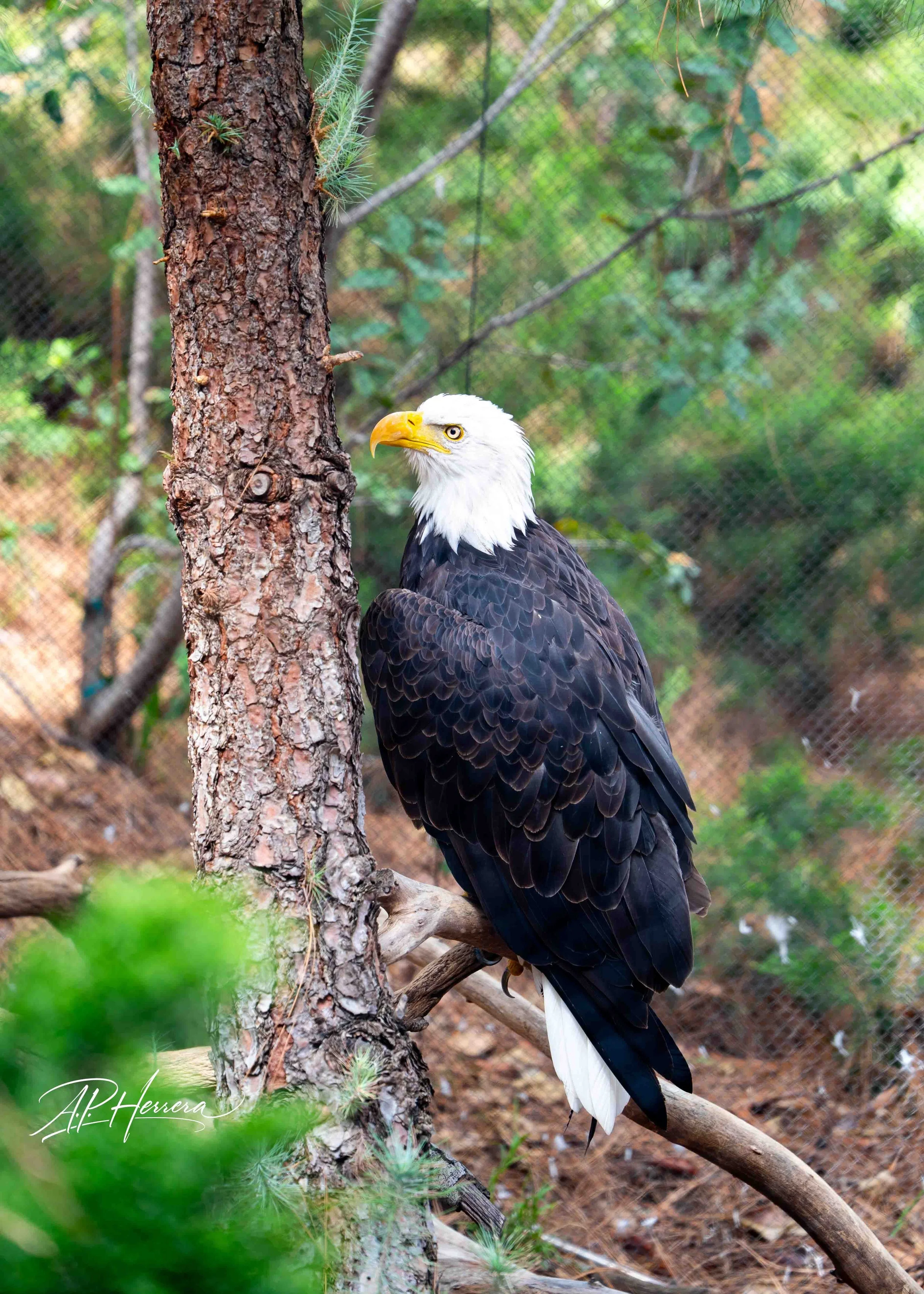 San Diego Safari Zoo-106.JPG