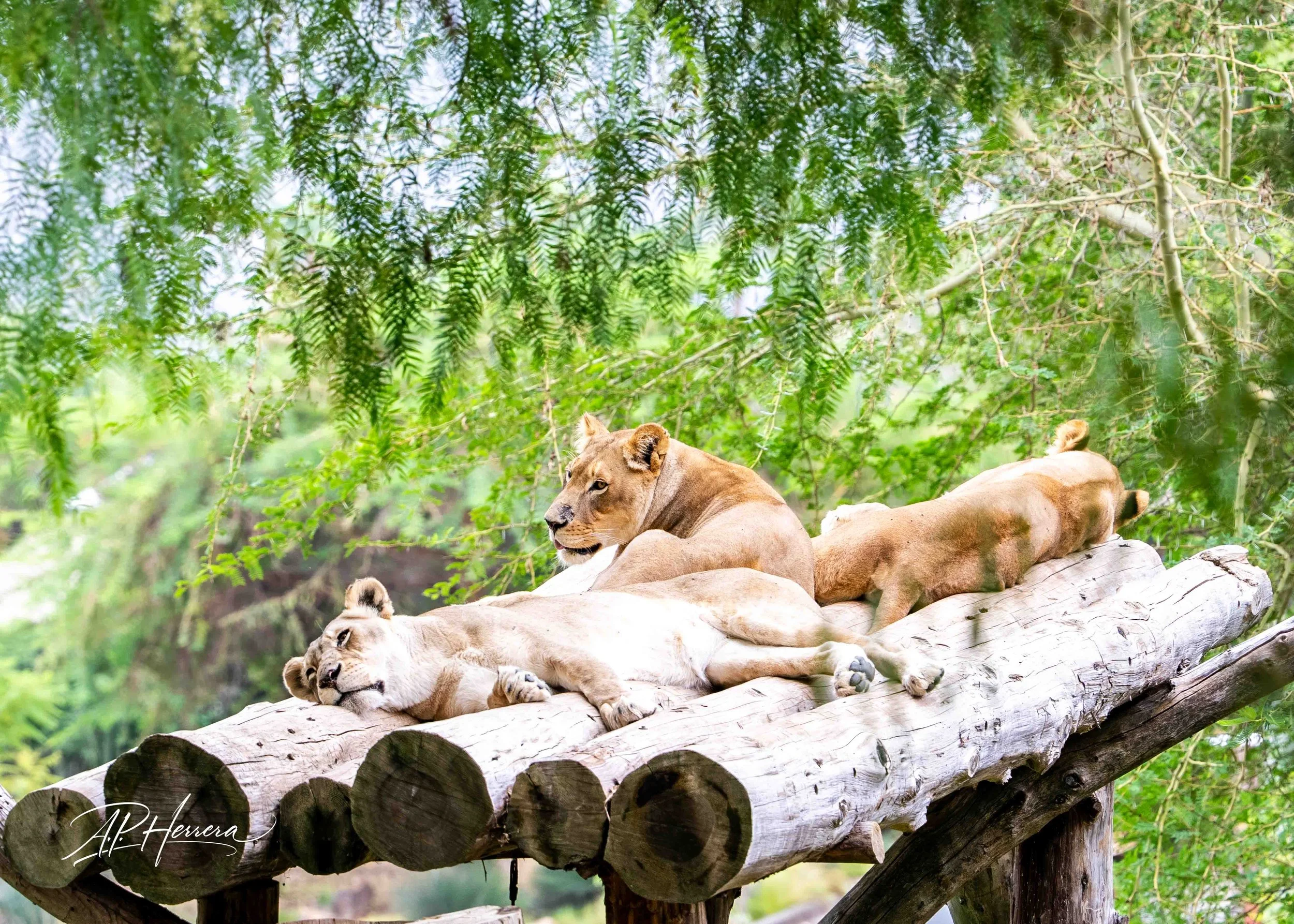 San Diego Safari Zoo.JPG