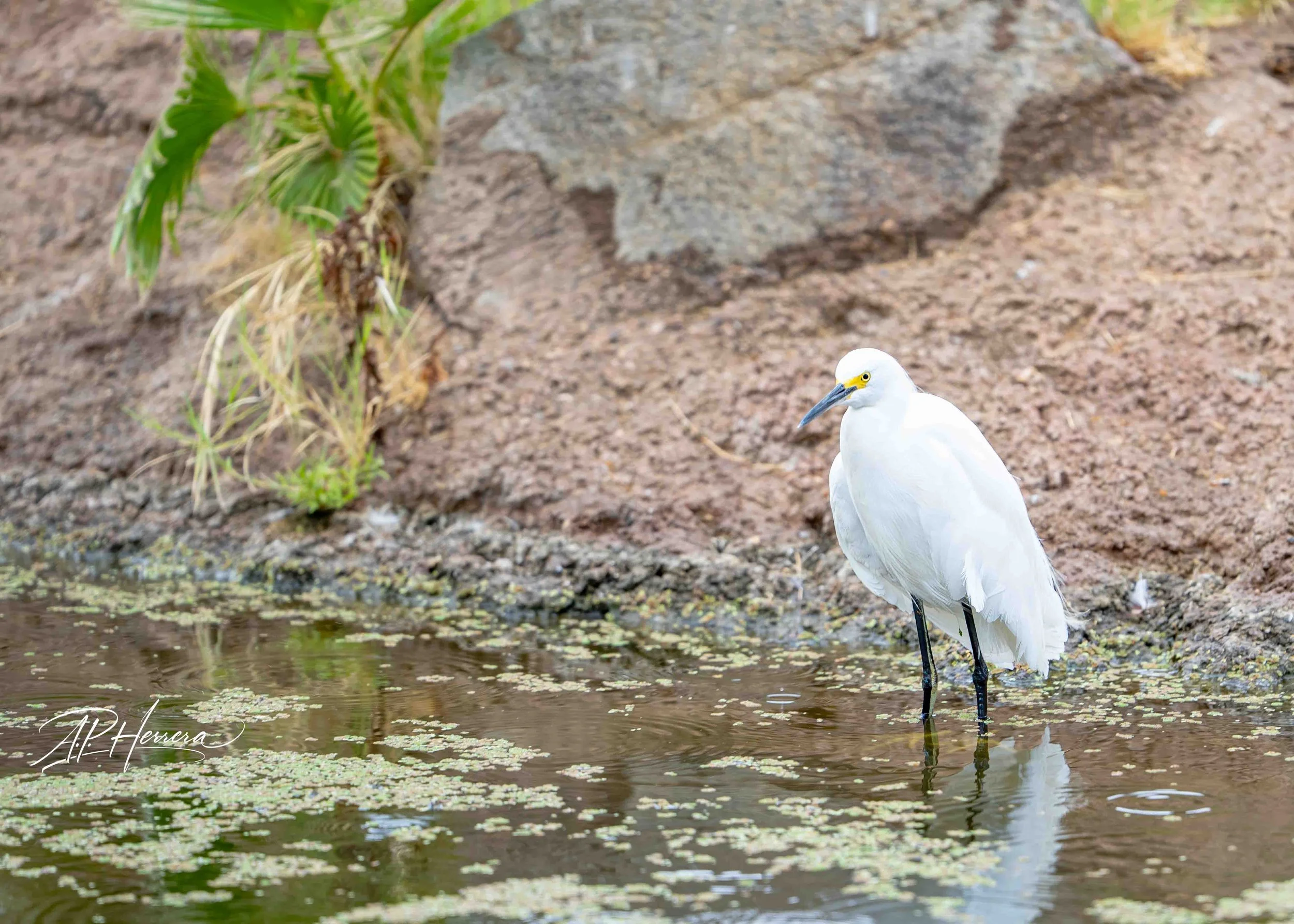 San Diego Safari Zoo-109.JPG