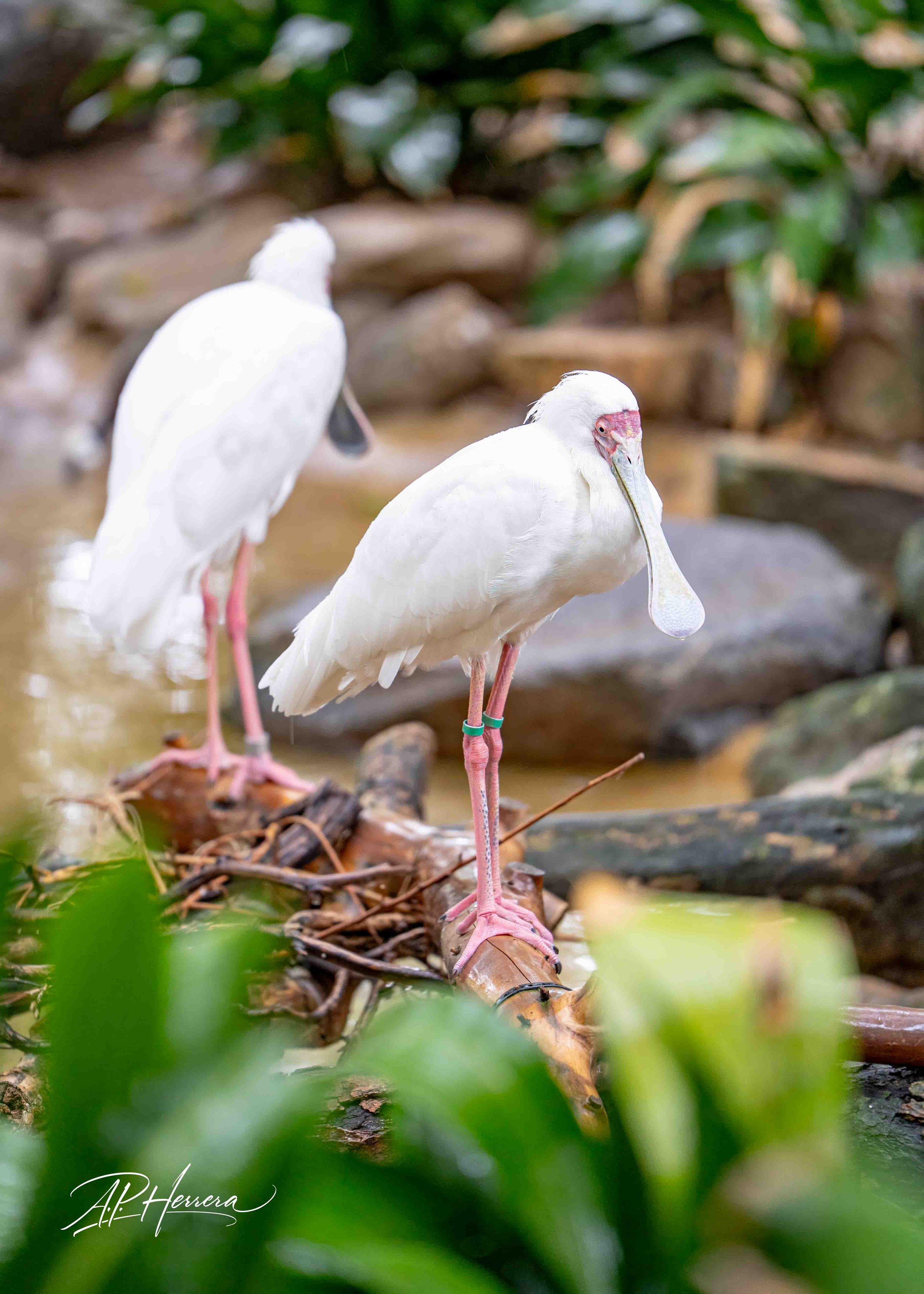 San Diego Safari Zoo-110.JPG