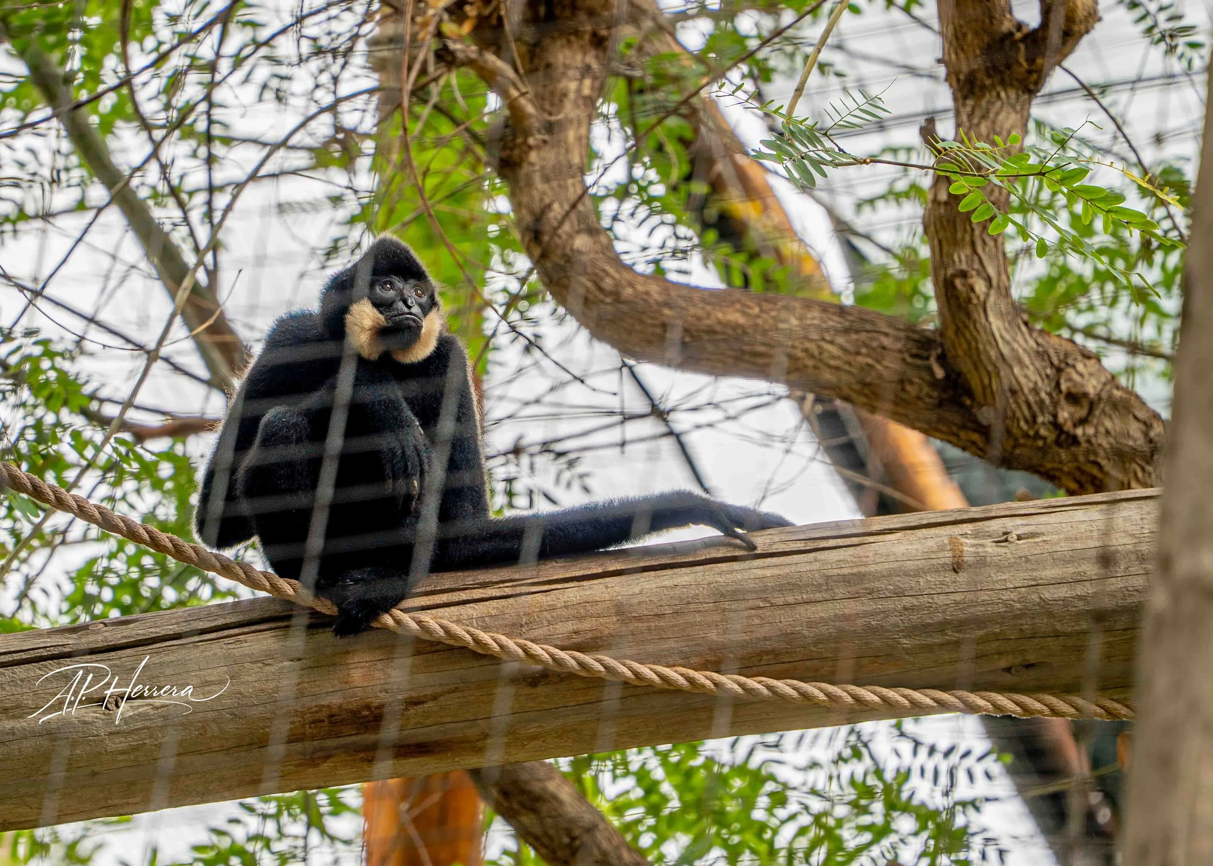 San Diego Safari Zoo-111.JPG