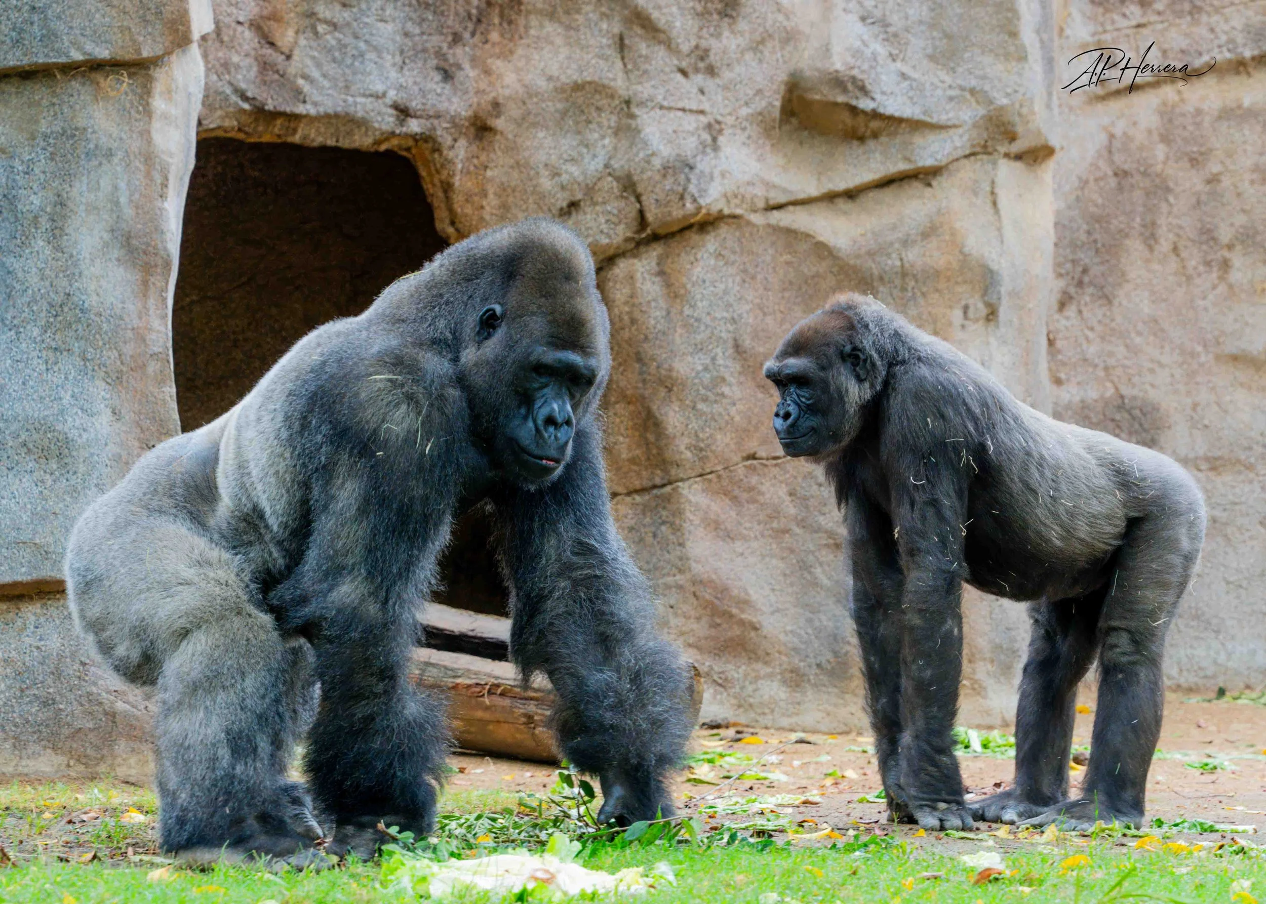 San Diego Safari Zoo-115.JPG
