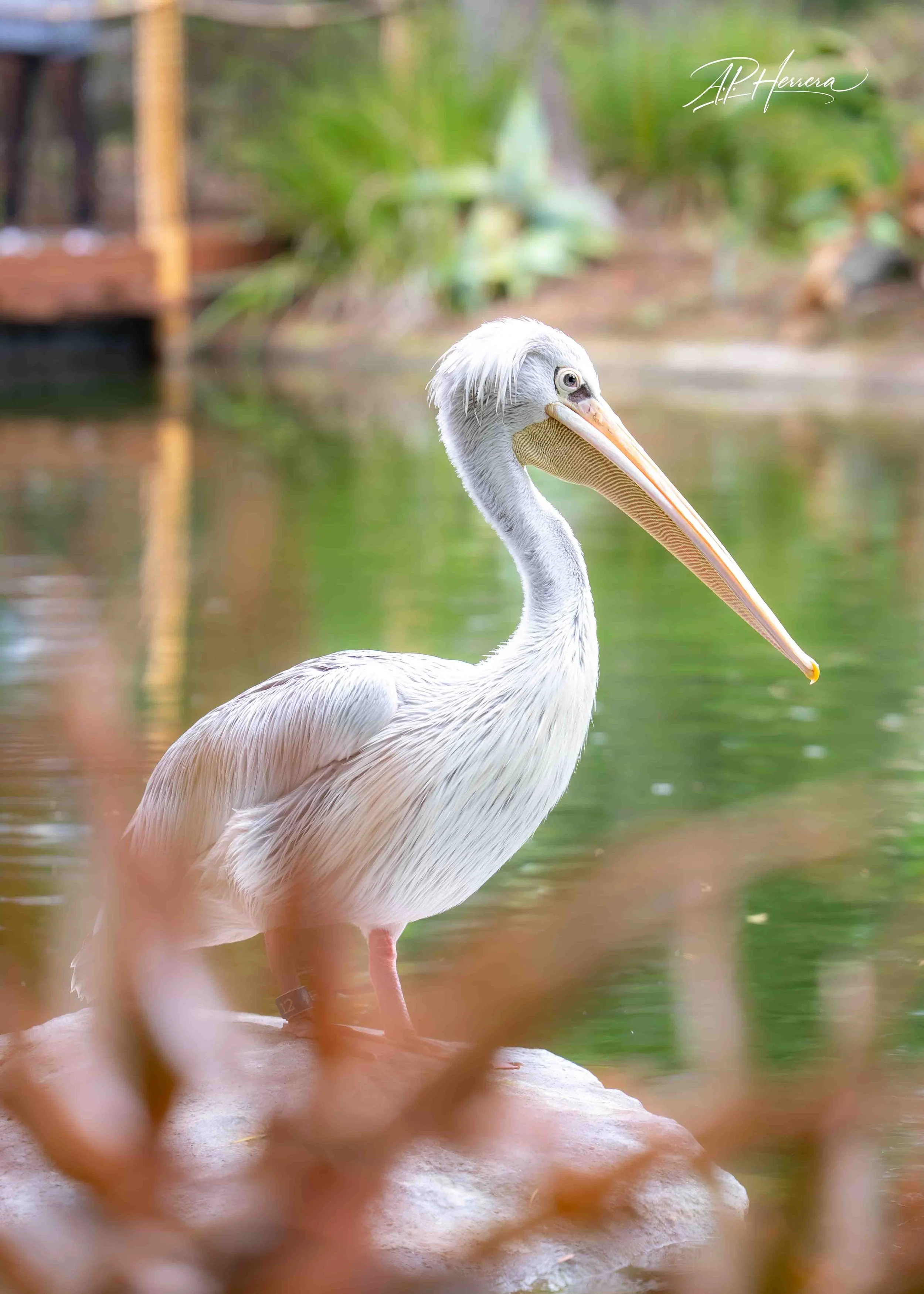 San Diego Safari Zoo-117.JPG