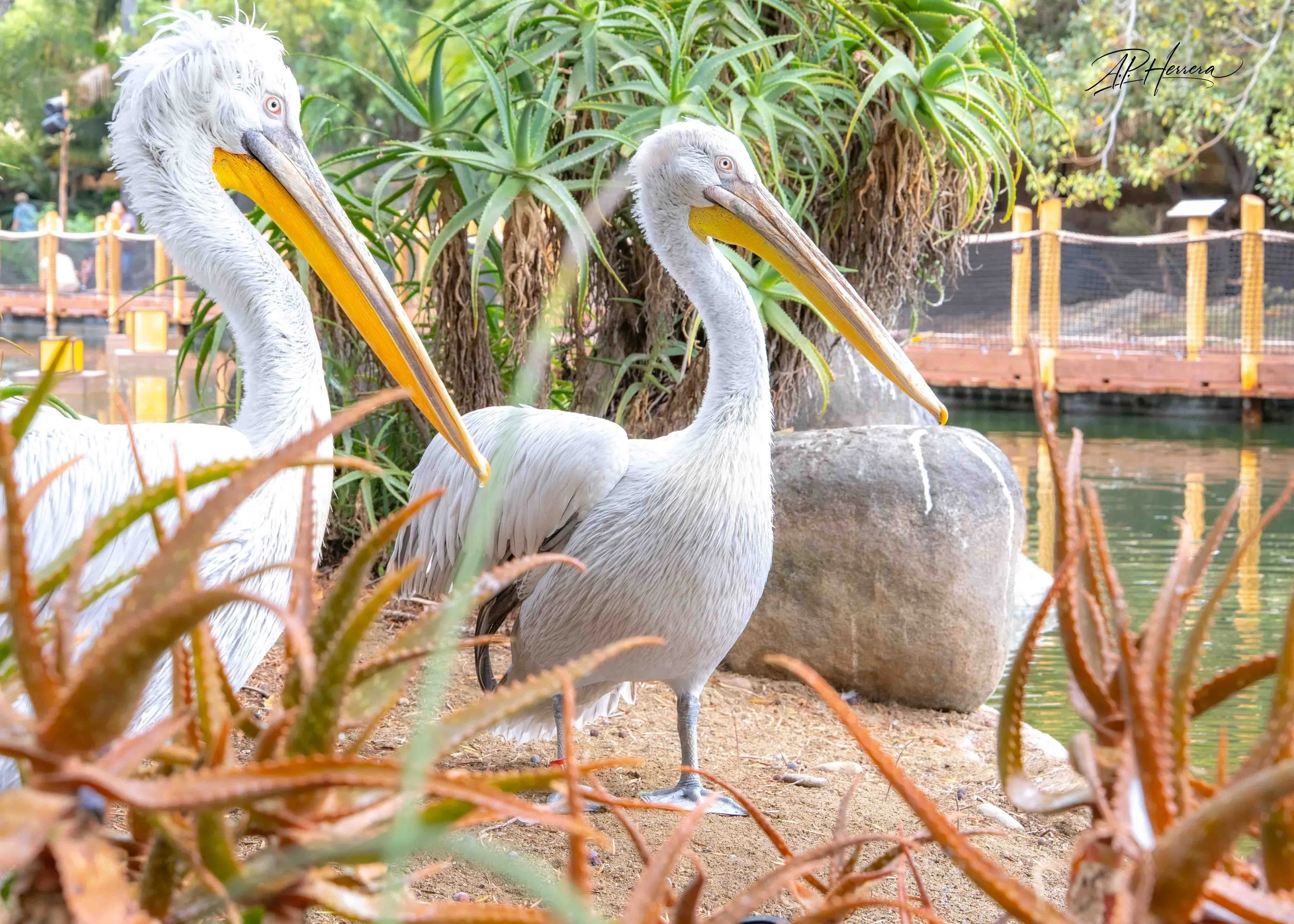 San Diego Safari Zoo-118.JPG