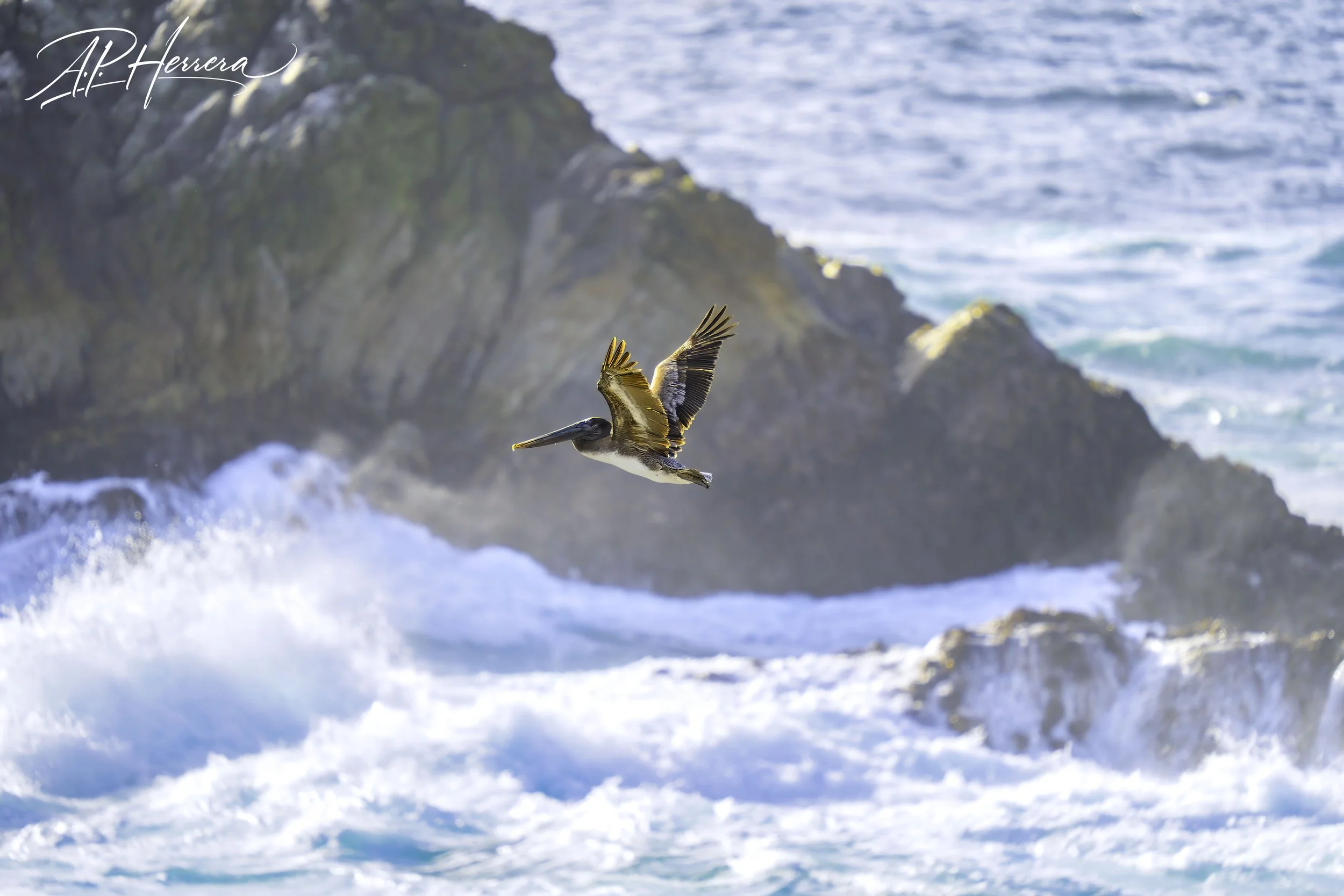 Pelican with Watermark.jpg