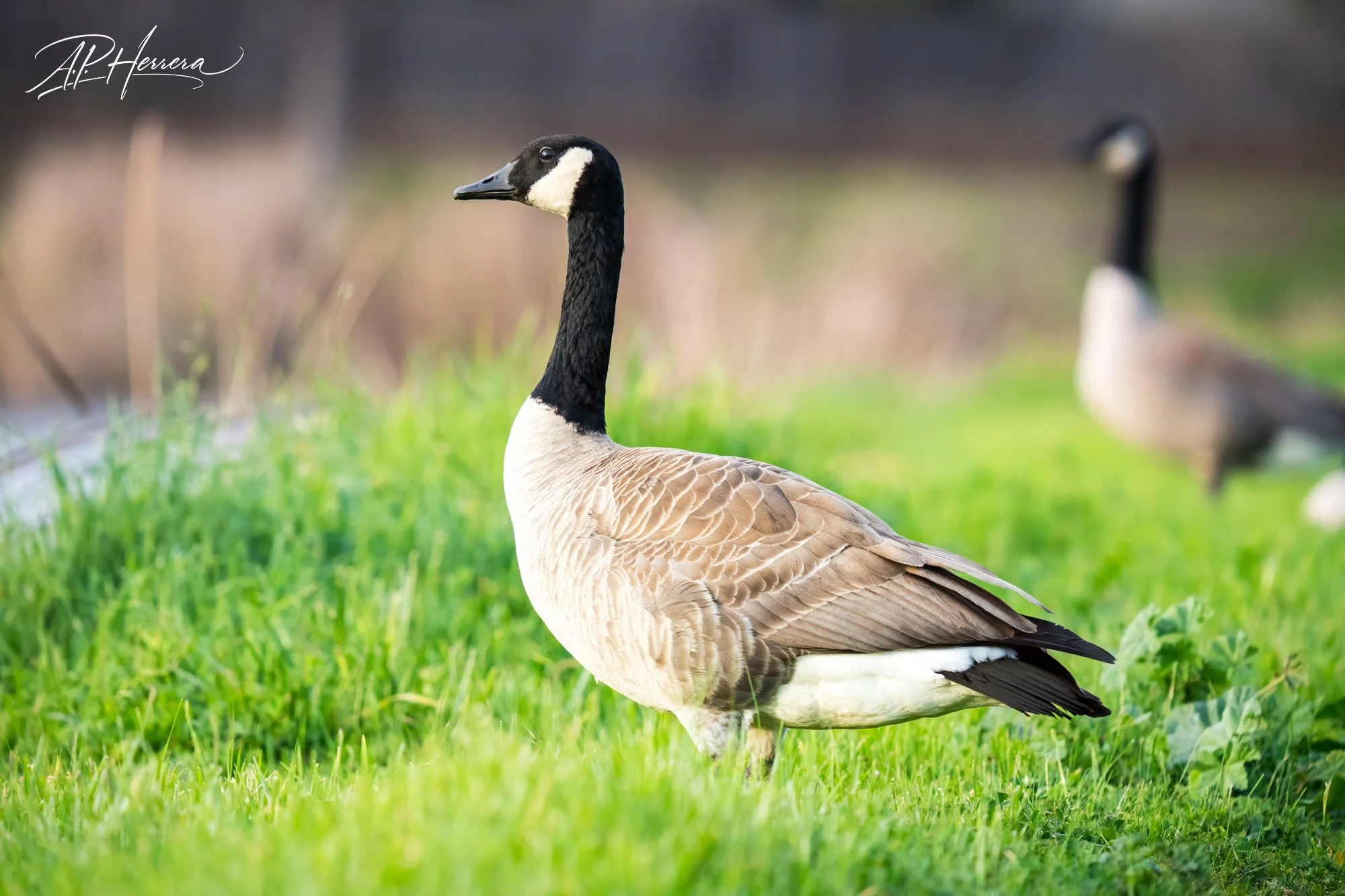 Stonegate Pond - Geese with Watermark.jpg