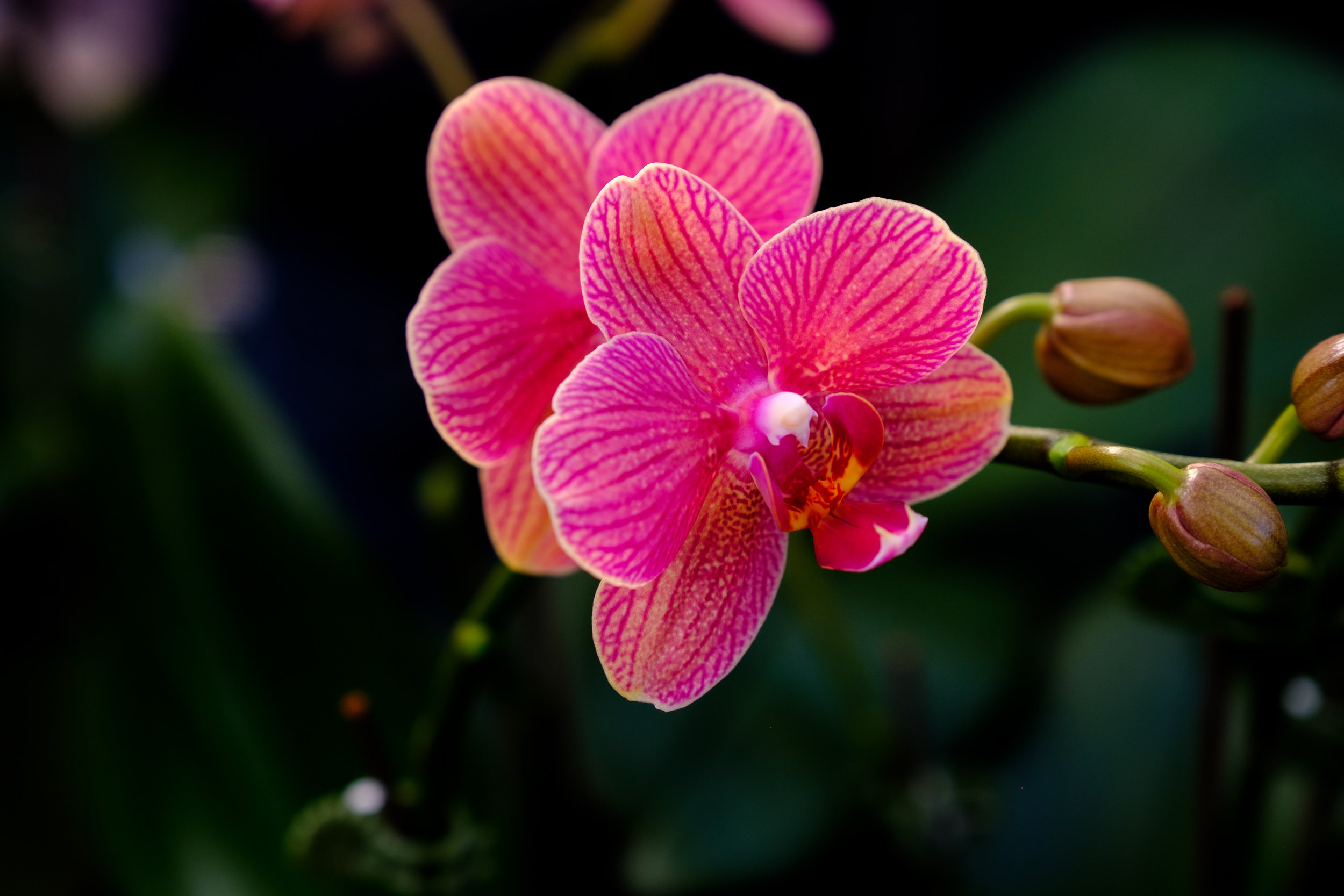 Deep Cut Orchid Society's 22nd Annual Orchid Show