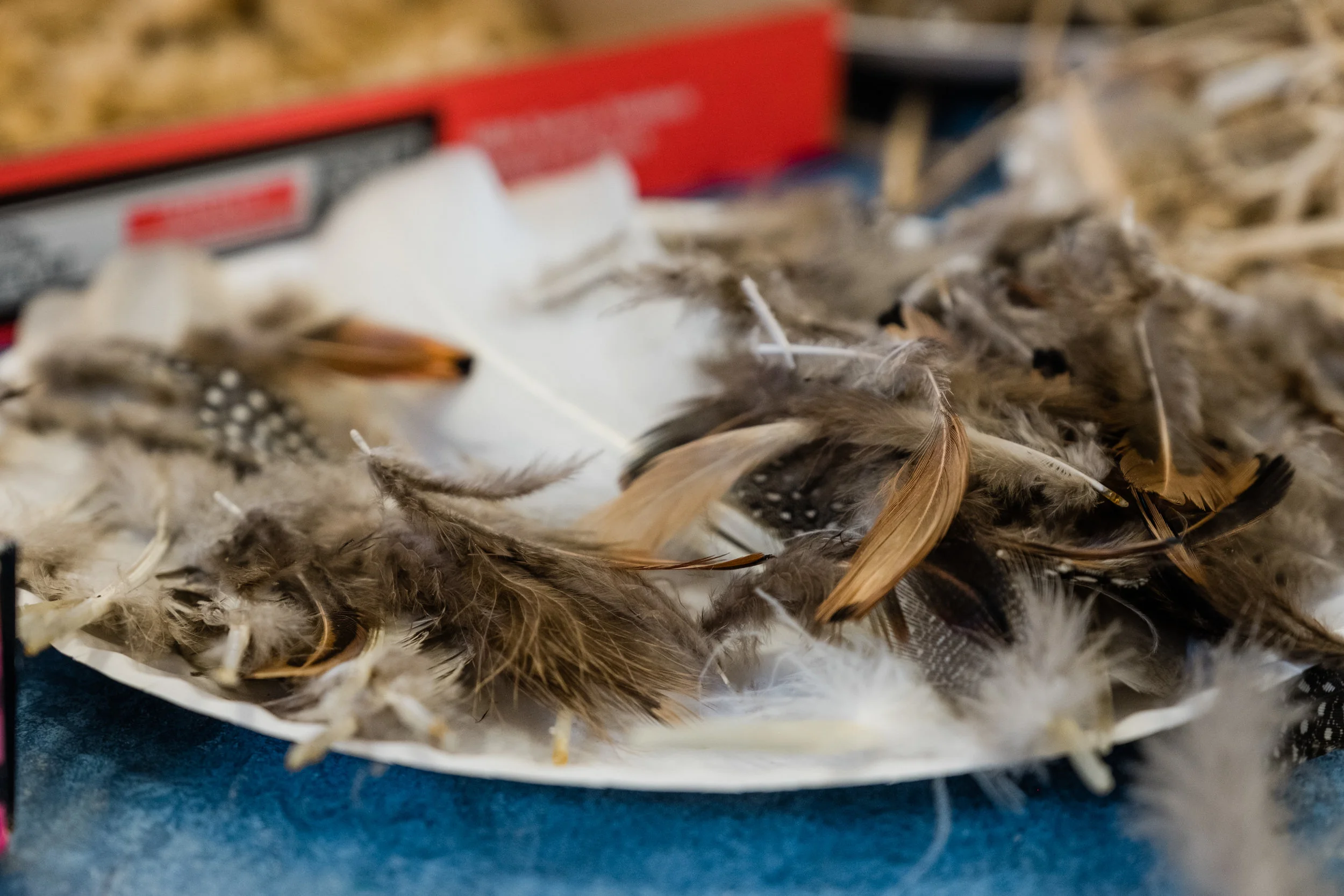 News_MTPL_BirdHouse_Building_PO-10.jpg