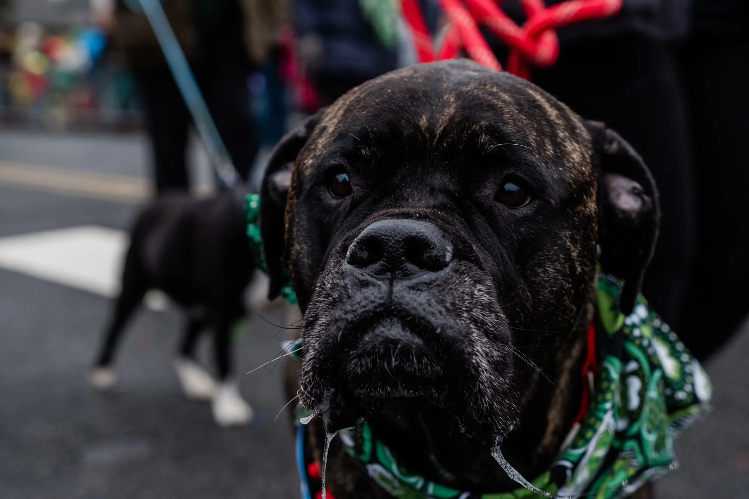 News_Rumson_St_Patricks_Day_Parade_PO-50.jpg