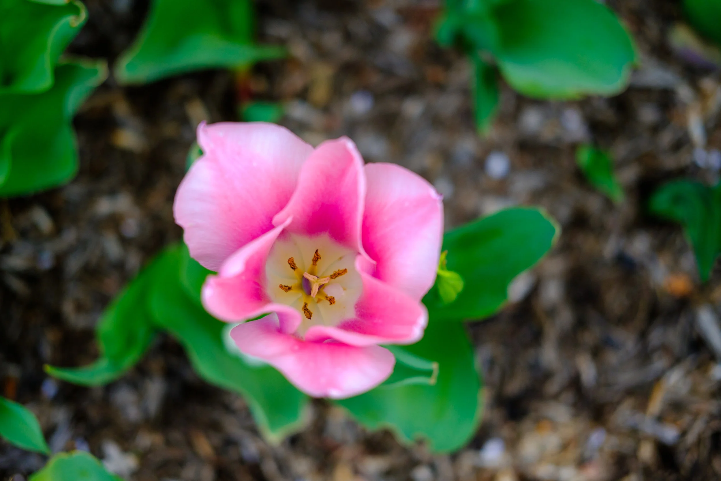 News_MT_Tulips_PO-4.jpg