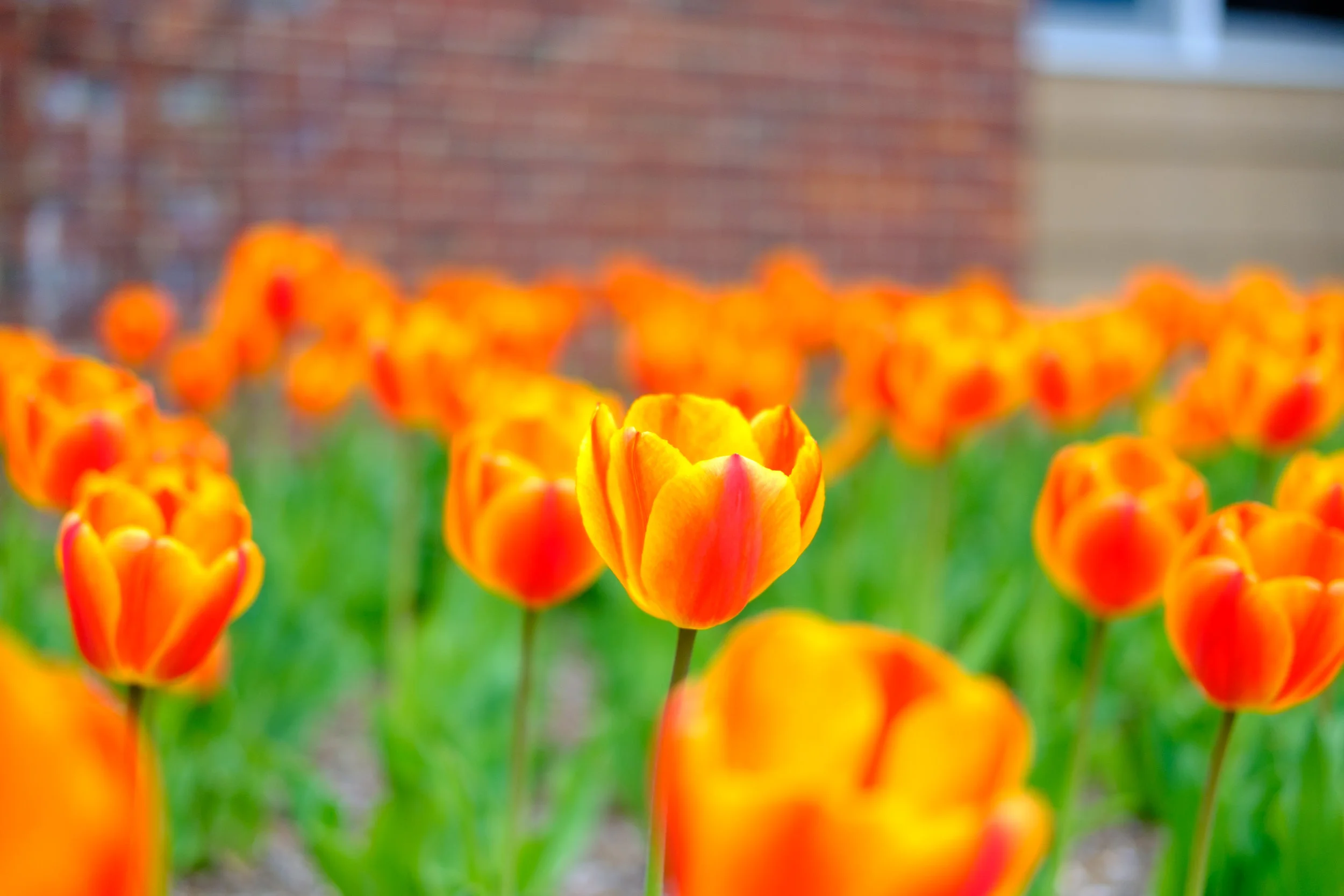News_MT_Tulips_PO-8.jpg