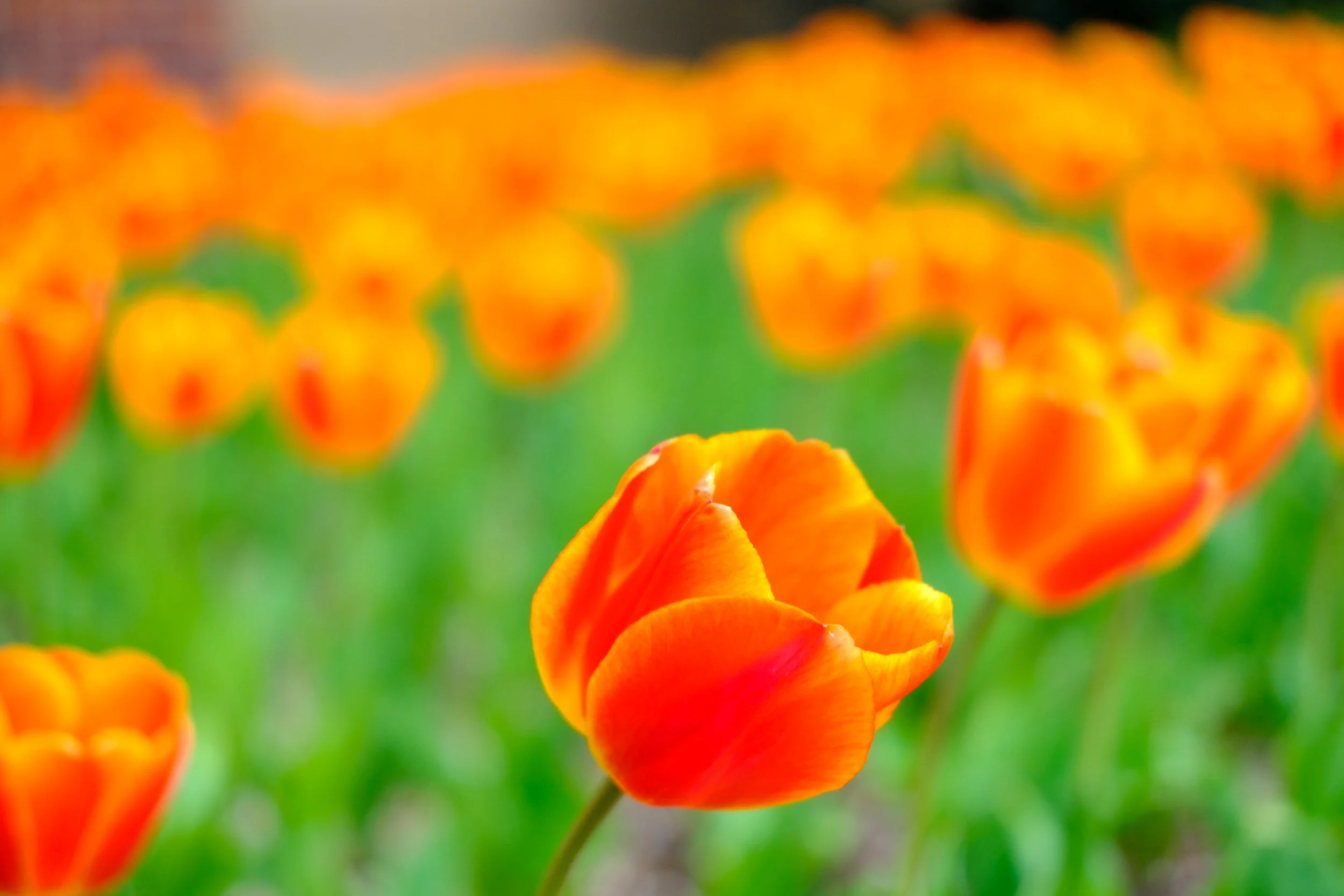 News_MT_Tulips_PO-9.jpg