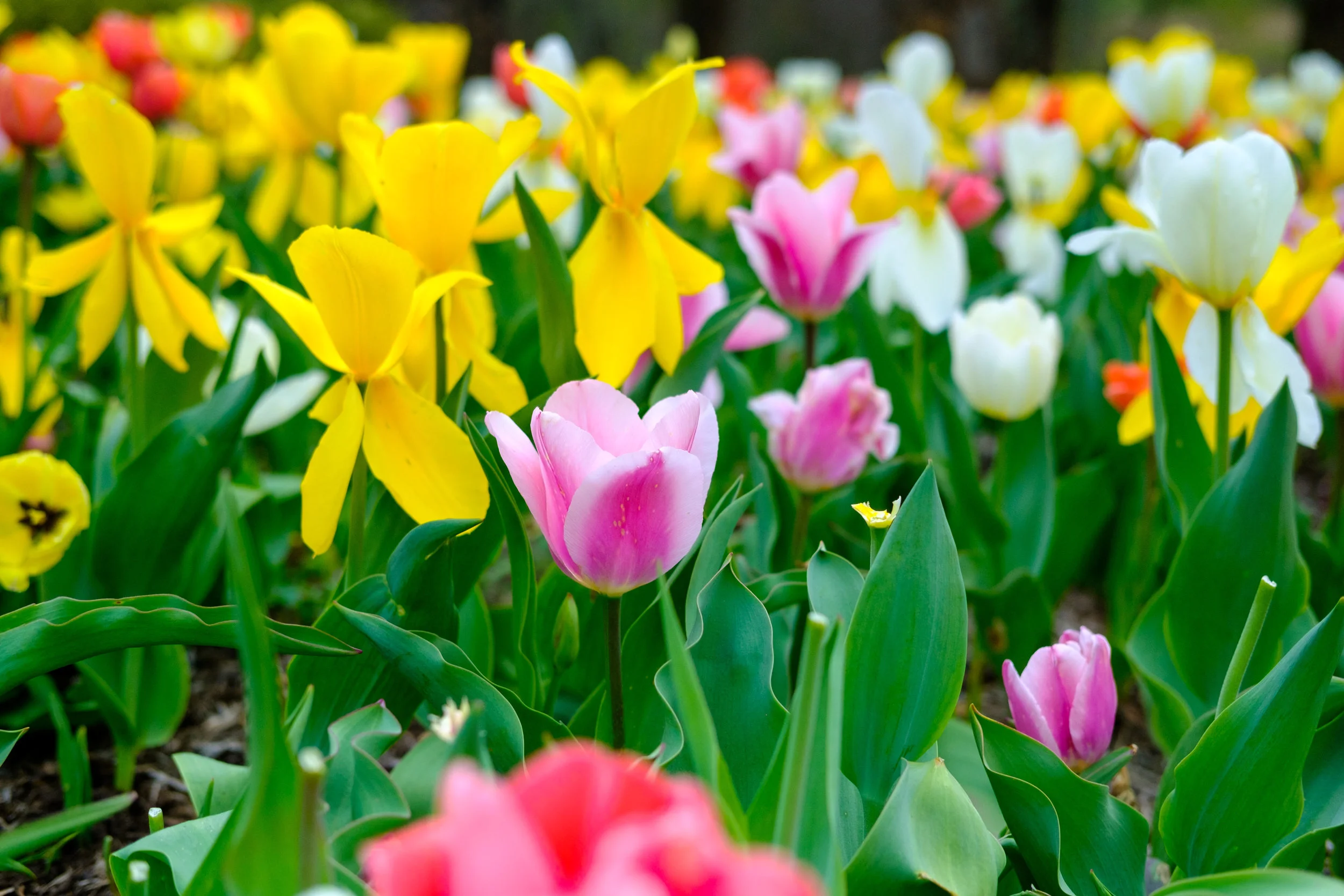 News_MT_Tulips_PO-15.jpg