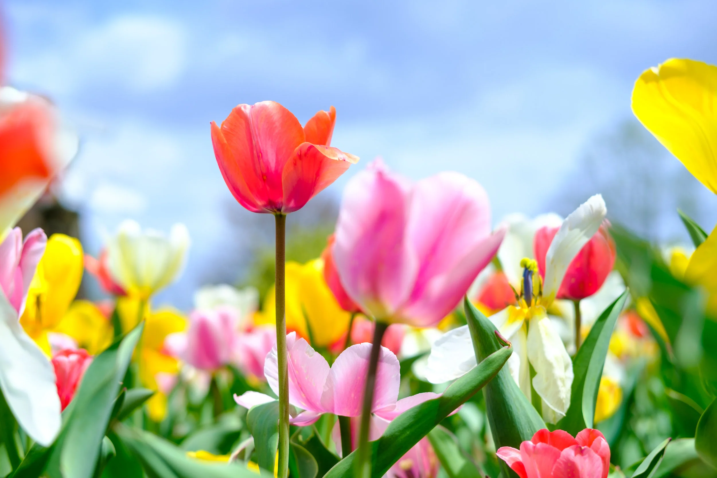 News_MT_Tulips_PO-18.jpg