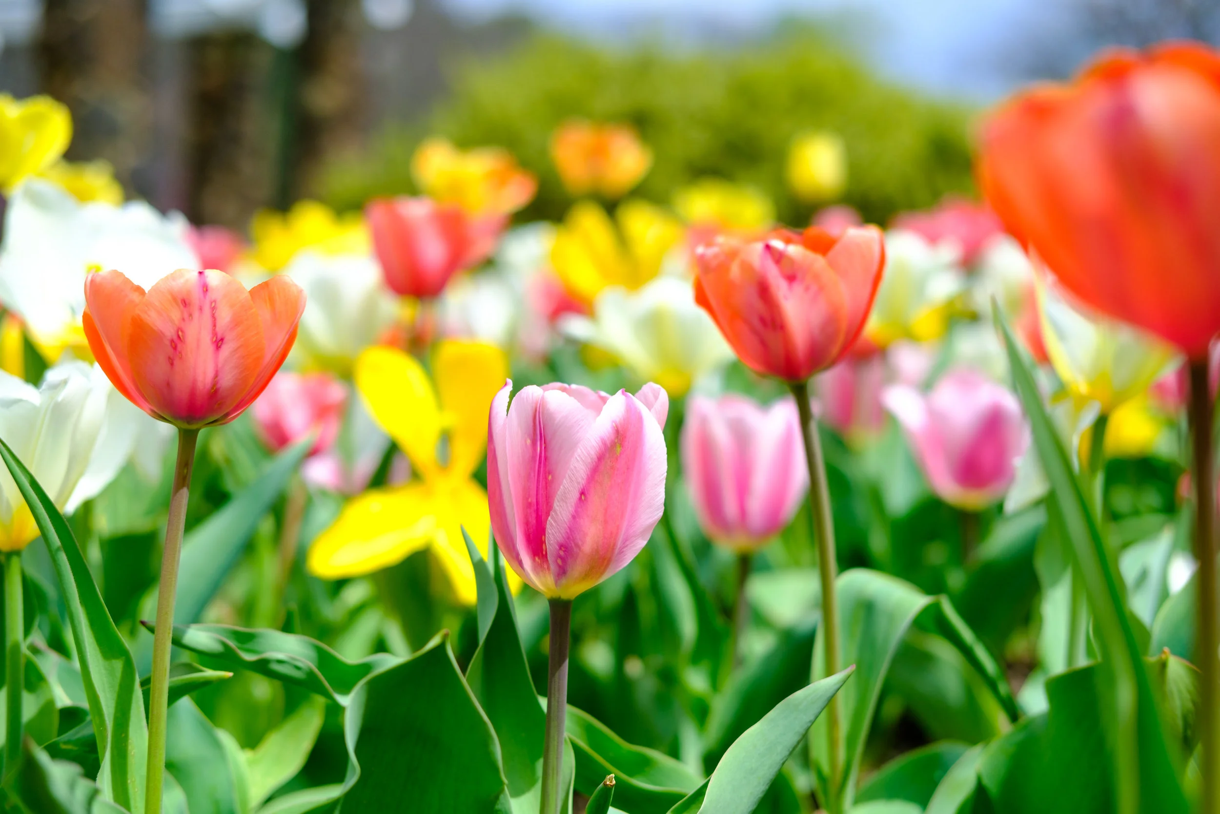 News_MT_Tulips_PO-20.jpg