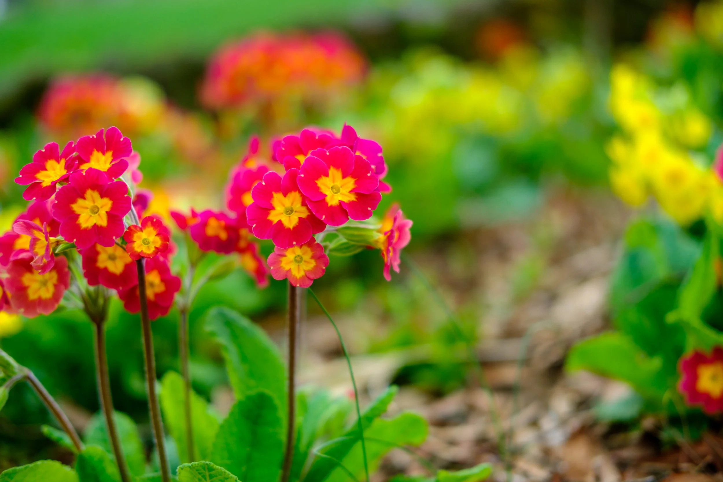 News_MT_Tulips_PO-22.jpg