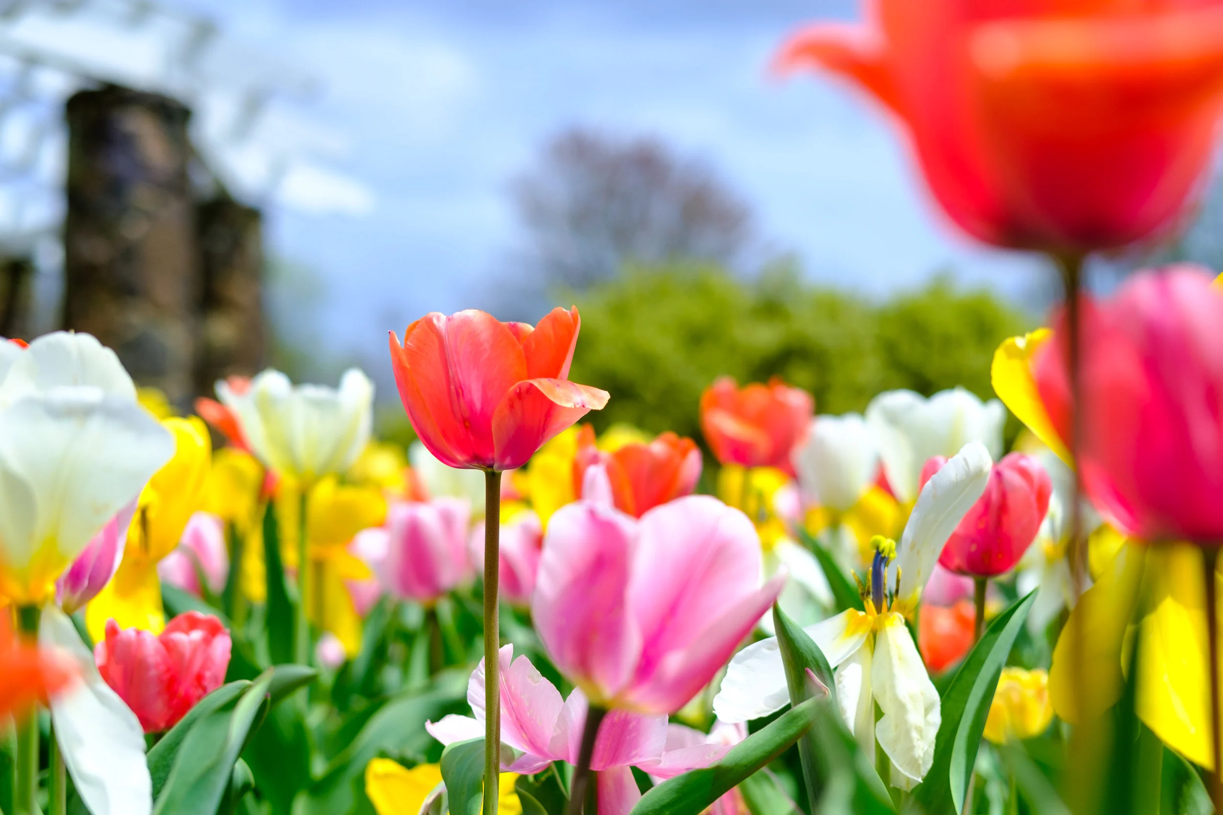 Spring 2019 Tulips
