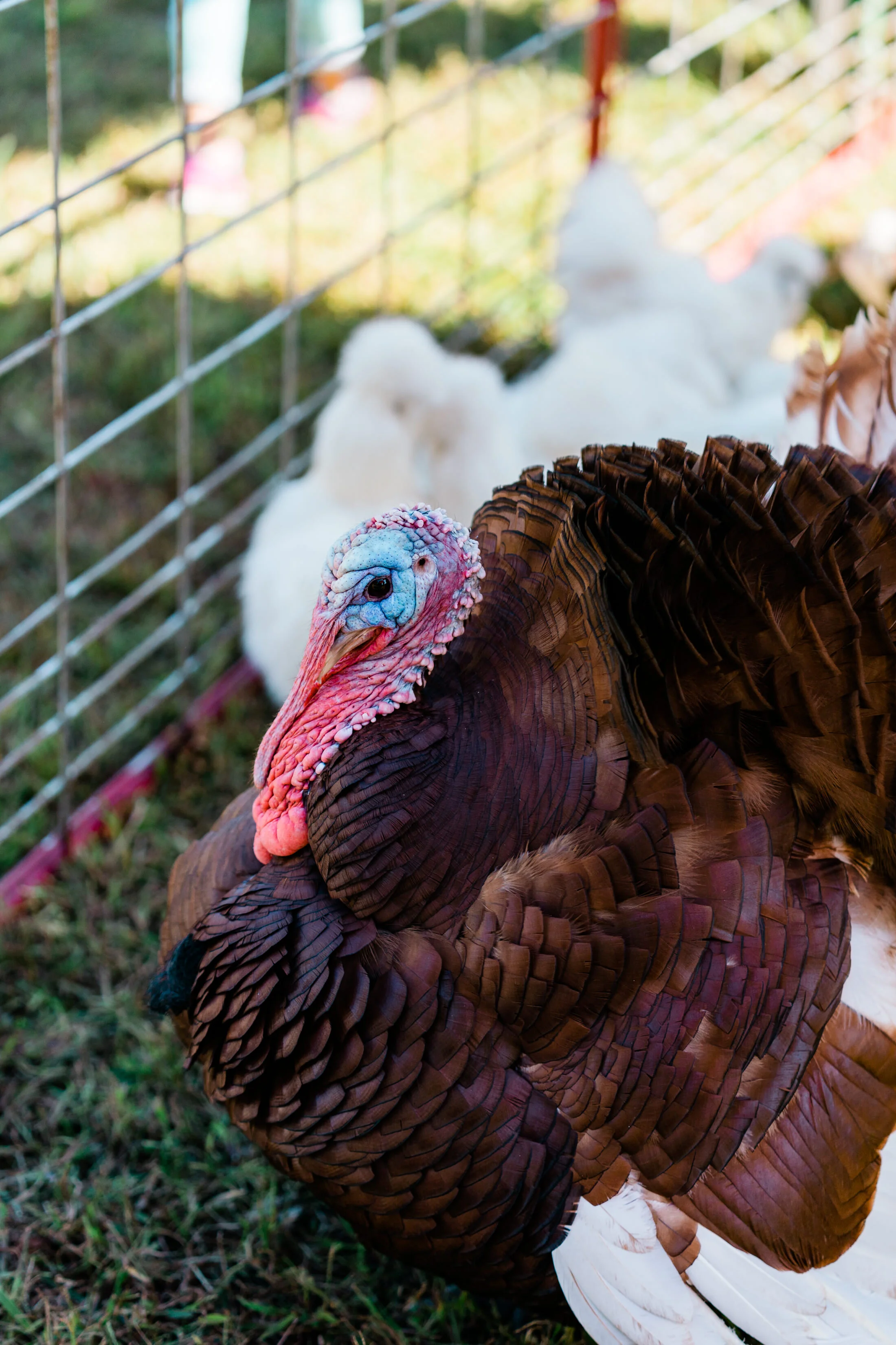 NEWS_Holmdel_HarvestFest_PO-14.jpg
