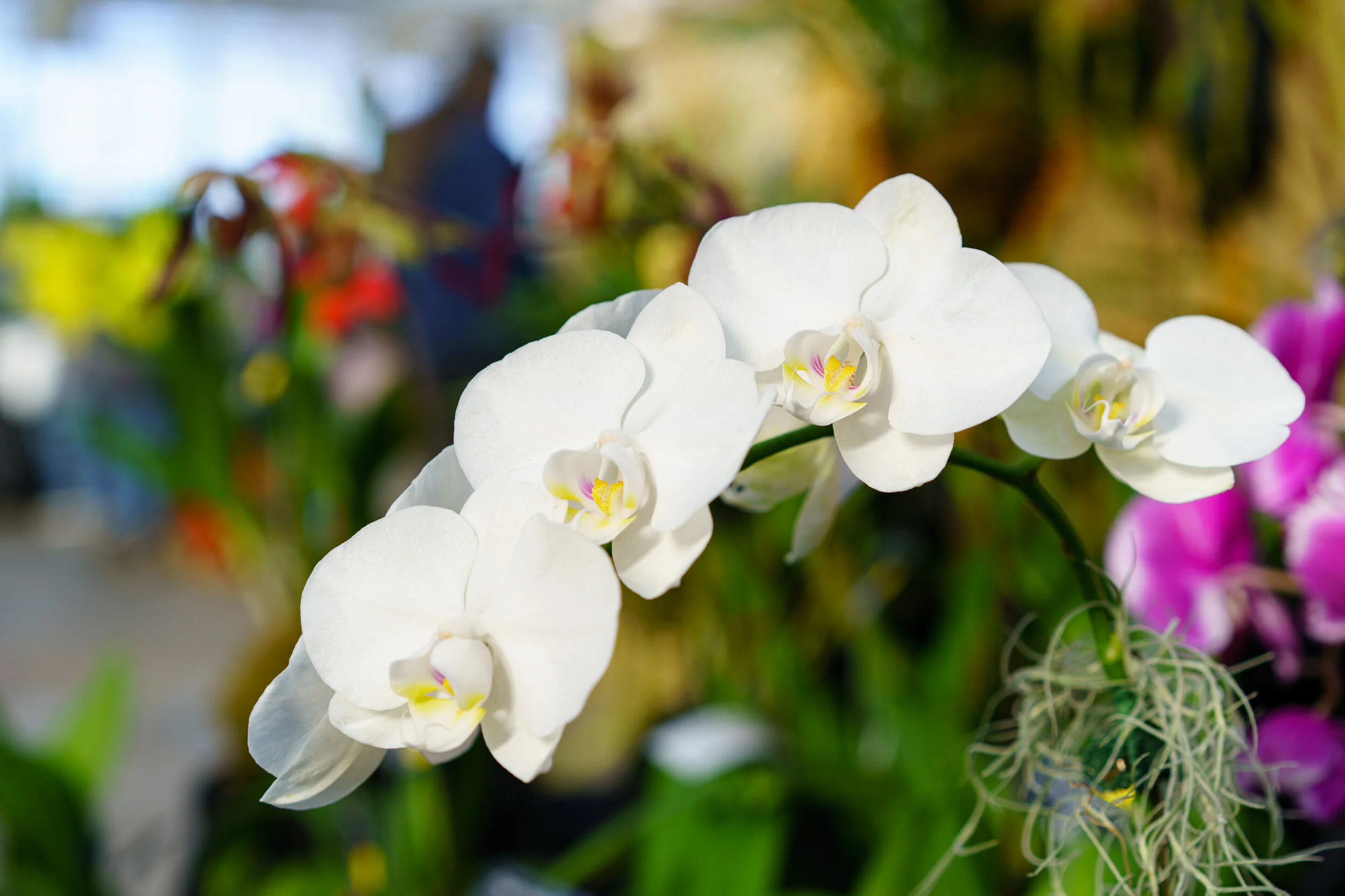 NEWS_HOLM_Orchids_PO-4.jpg