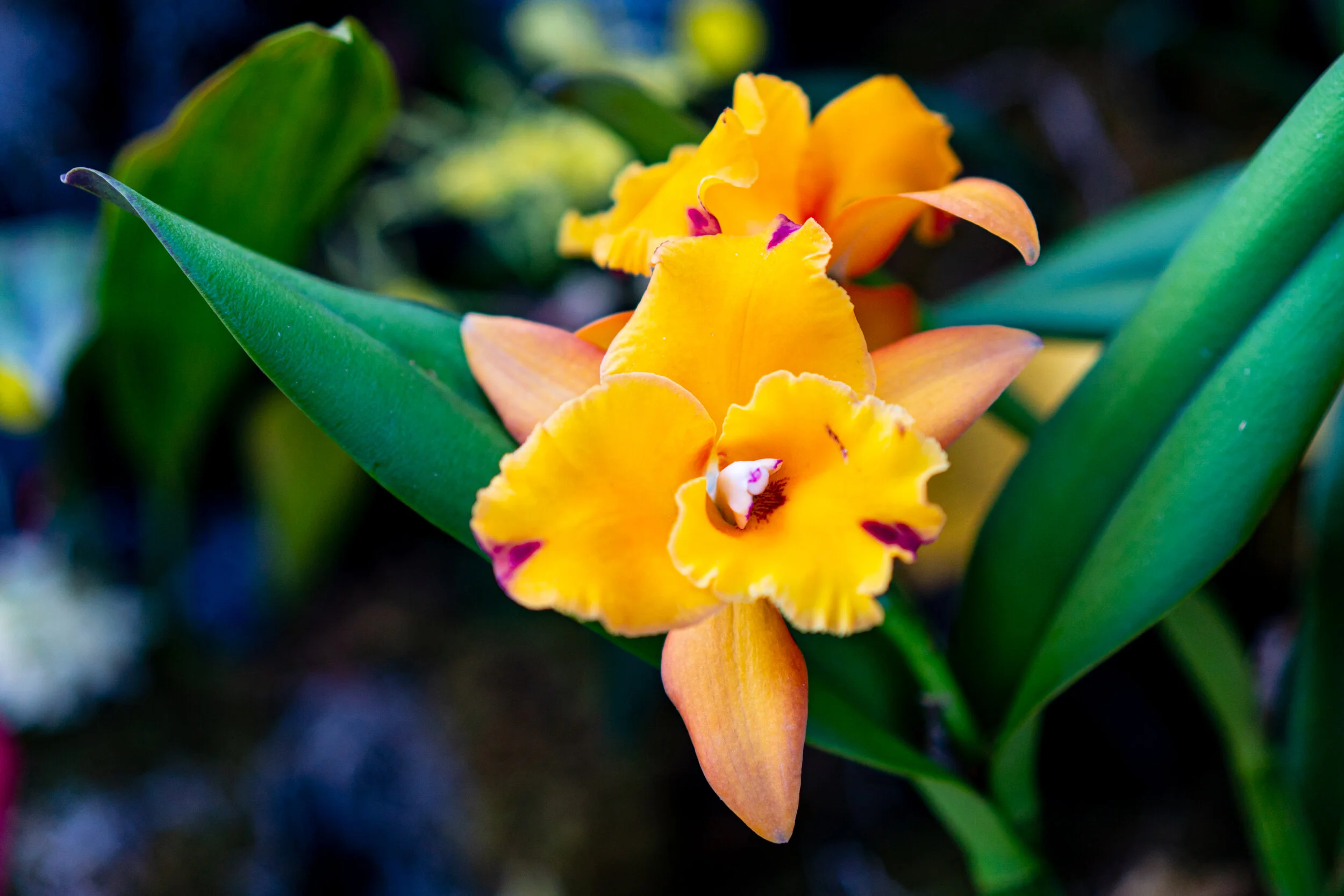 NEWS_HOLM_Orchids_PO-3.jpg
