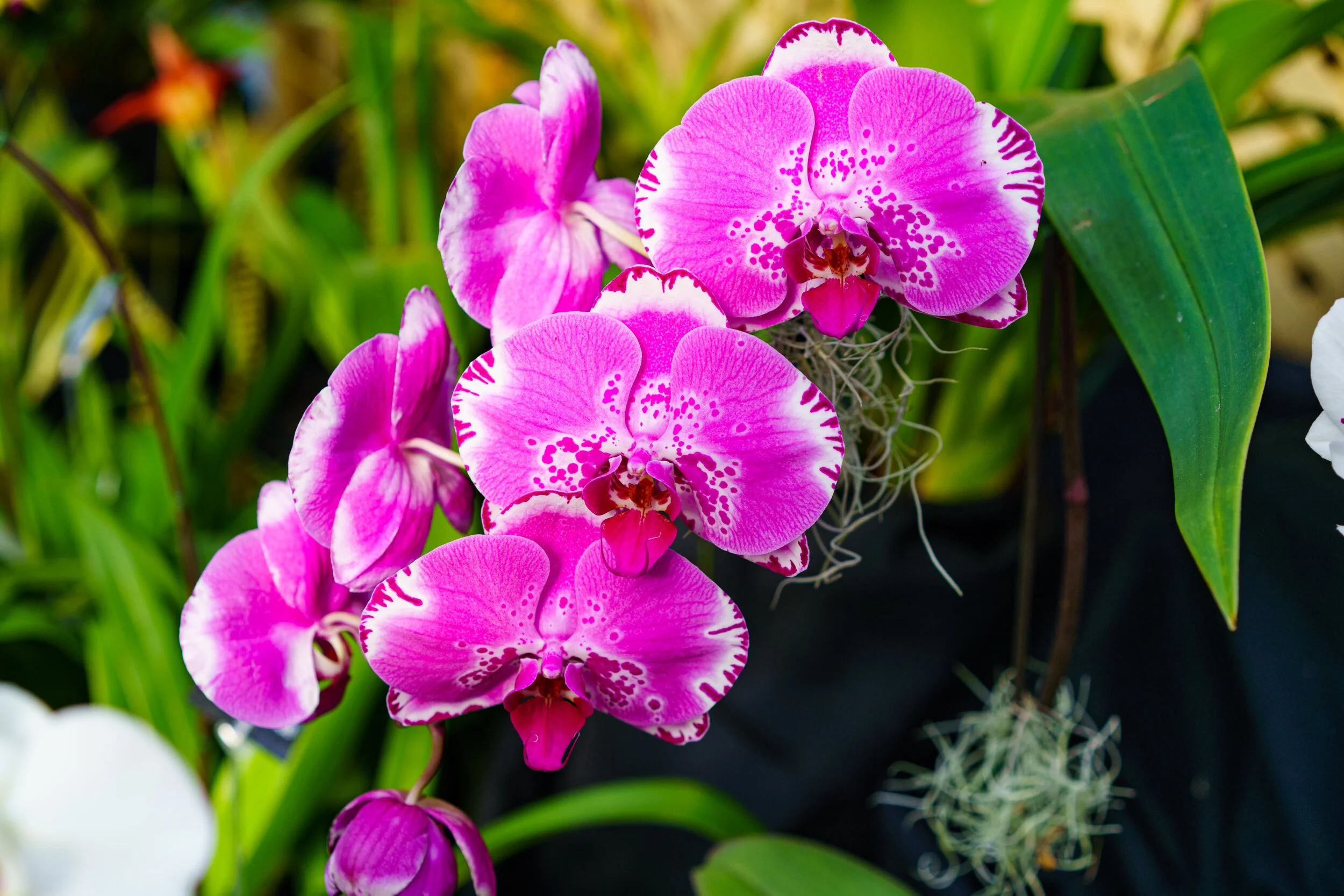 NEWS_HOLM_Orchids_PO-5.jpg