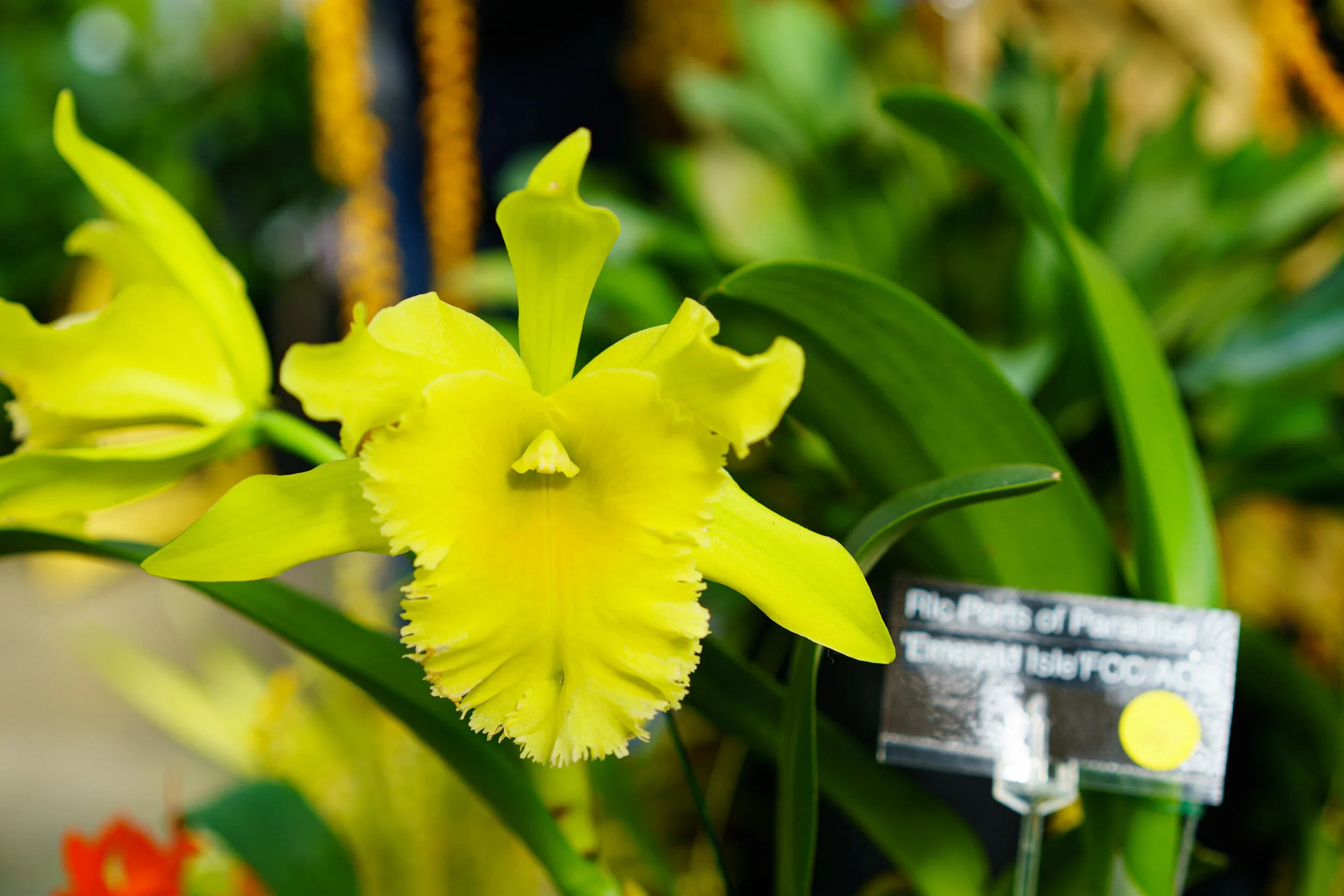 NEWS_HOLM_Orchids_PO-8.jpg