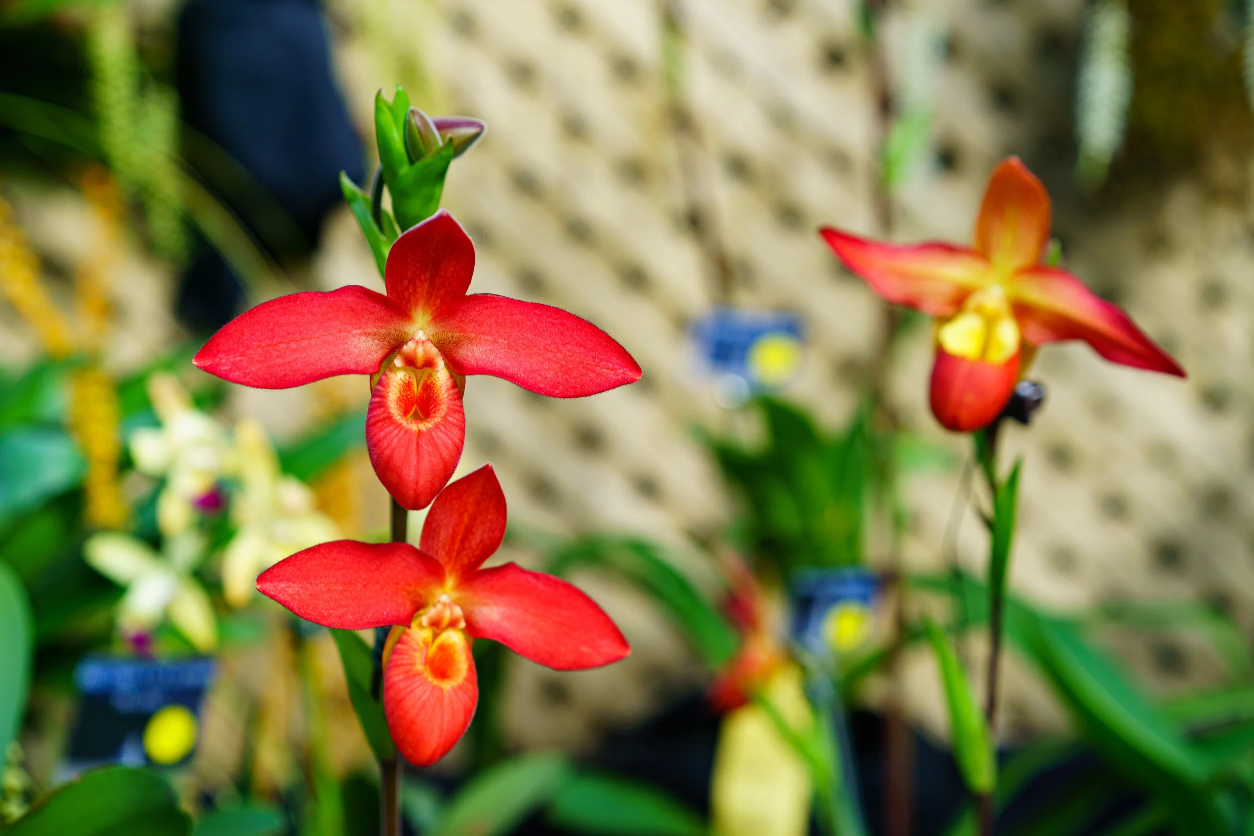 NEWS_HOLM_Orchids_PO-7.jpg
