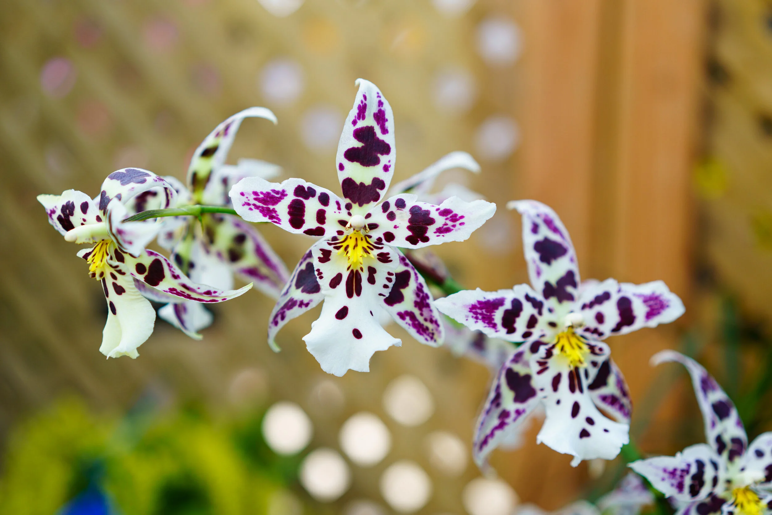 NEWS_HOLM_Orchids_PO-10.jpg