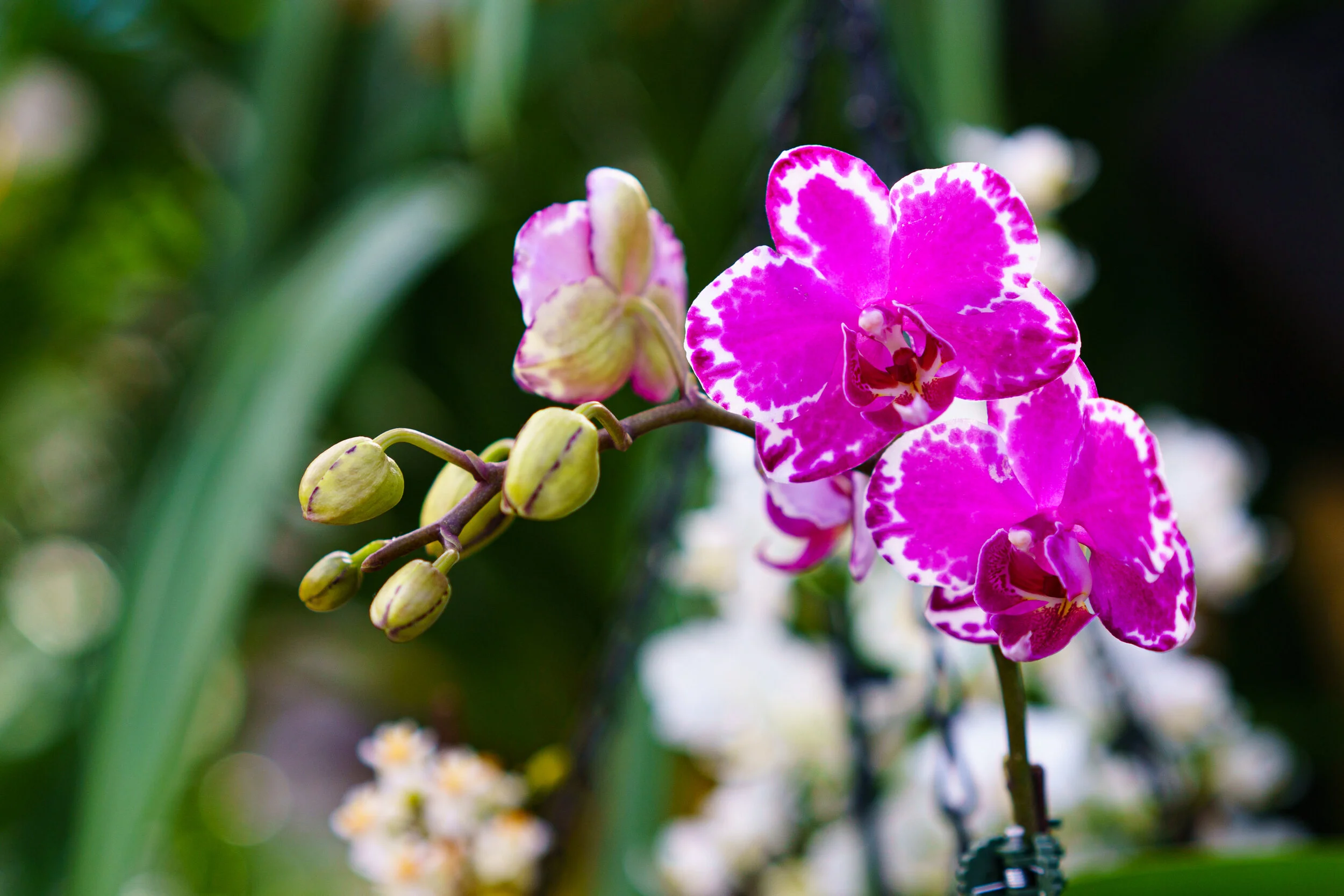 NEWS_HOLM_Orchids_PO-9.jpg