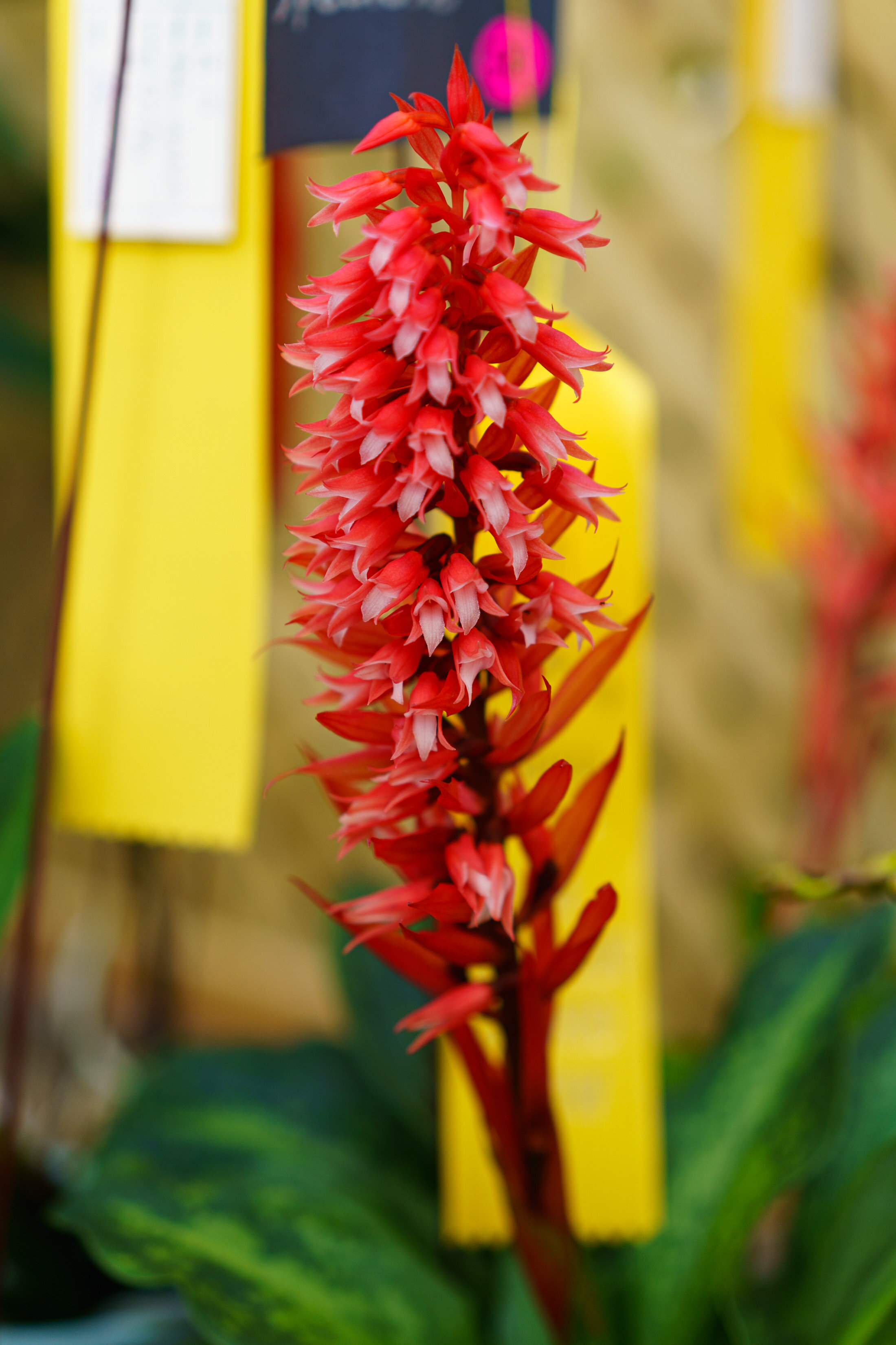NEWS_HOLM_Orchids_PO-14.jpg