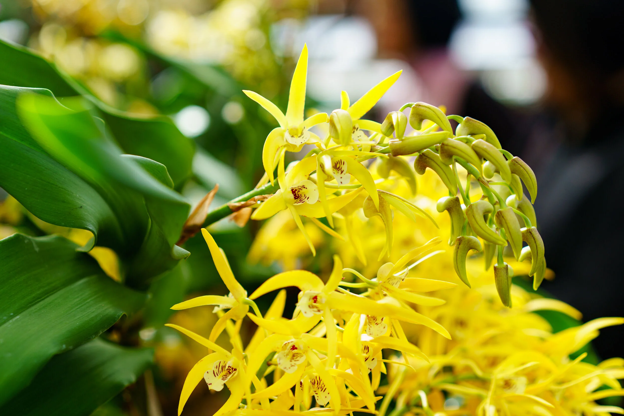 NEWS_HOLM_Orchids_PO-20.jpg