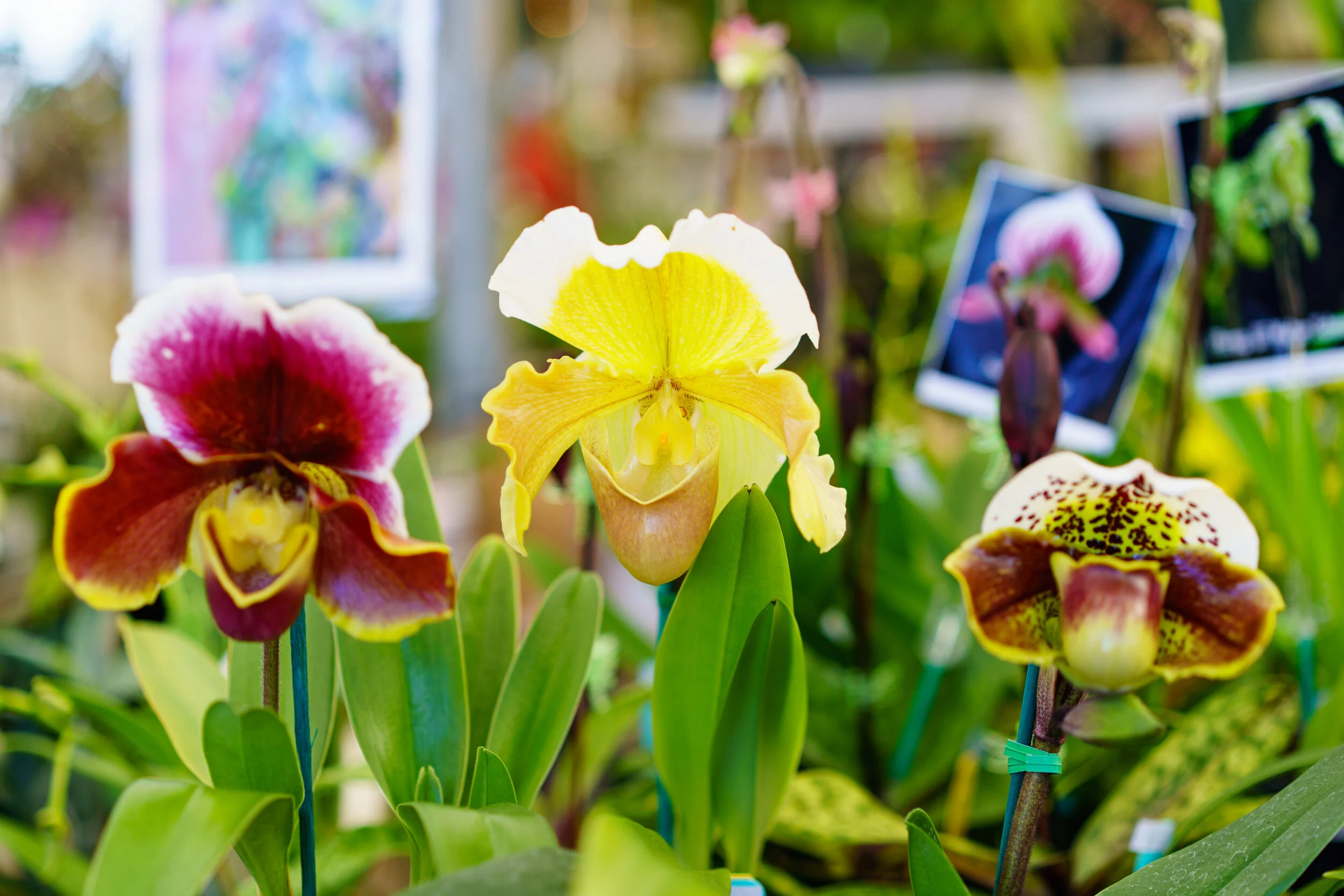 NEWS_HOLM_Orchids_PO-24.jpg
